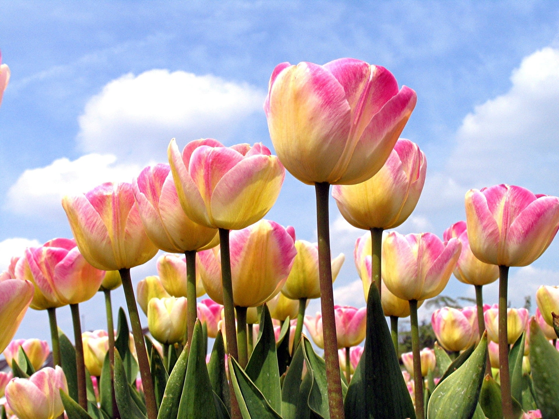 growth, petal, netherlands, multi Colored, field, plant, colors, green Color, purple, leaf, fragility, close-up, season, formal Garden, sky, backgrounds, HD Wallpaper