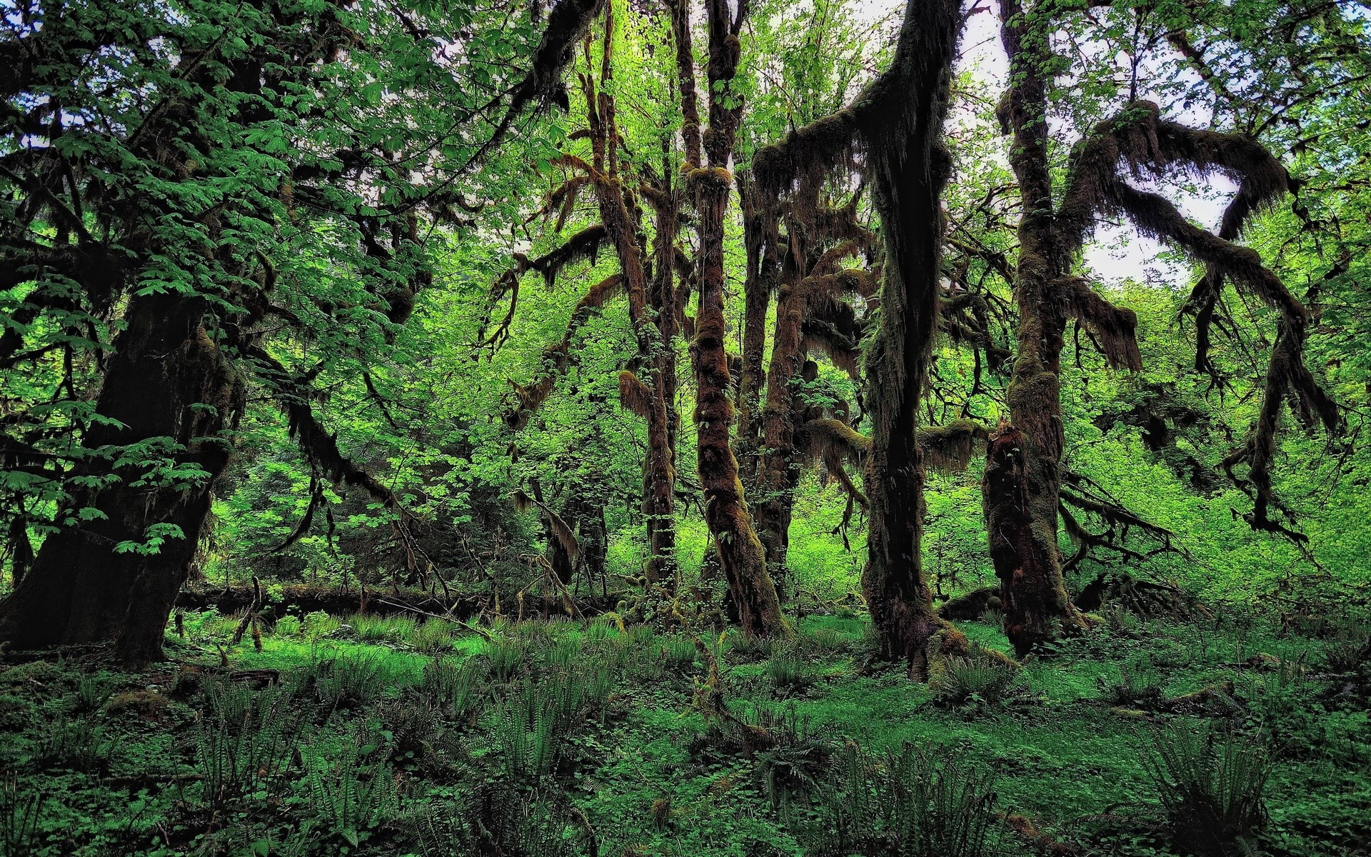 outdoors, nature, non-urban scene, rainforest, forest, scenics - nature, growth, idyllic, no people, beauty in nature, plant, green color, tree trunk, tranquil scene, HD Wallpaper