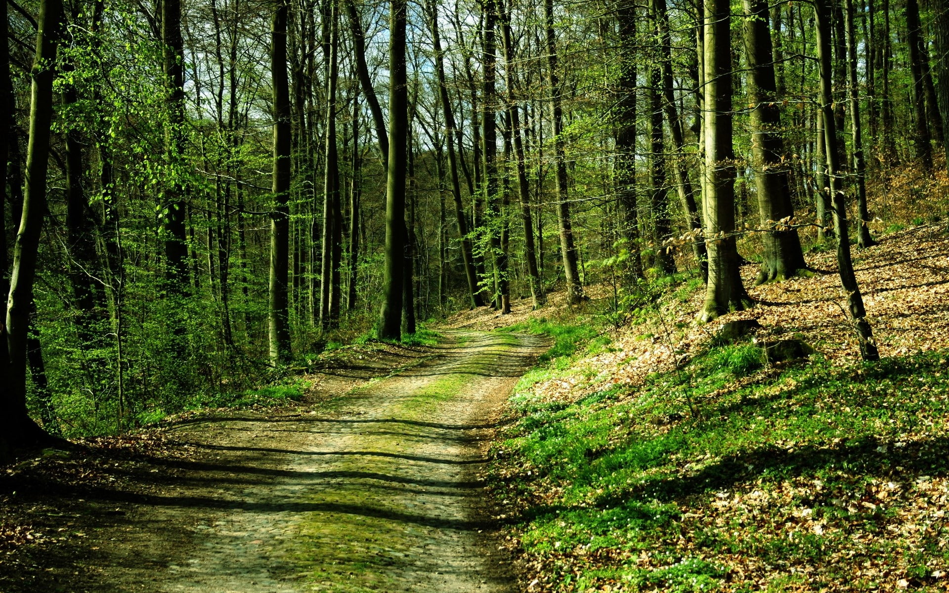 woodland, tree, diminishing perspective, no people, 1080P, land, desktop full screen  nature pictures 1920x1200, beauty in nature, trunk, non-urban scene, HD Wallpaper