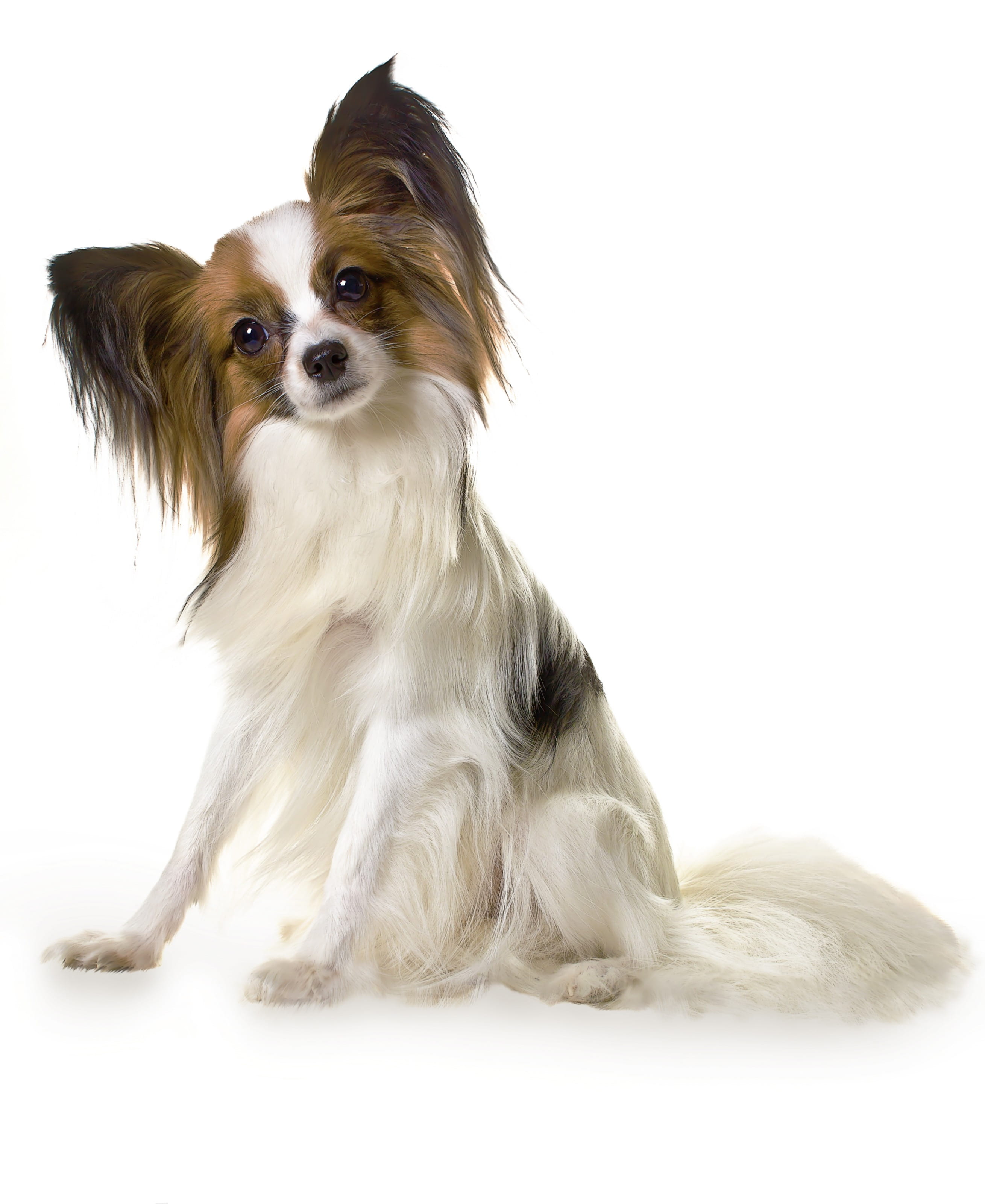 tan, domestic animals, sitting, animal themes, vertebrate, brown, dog, looking at camera, pets, domestic, small, mammal, animal, cavalier king charles spaniel, Phone HD Wallpaper
