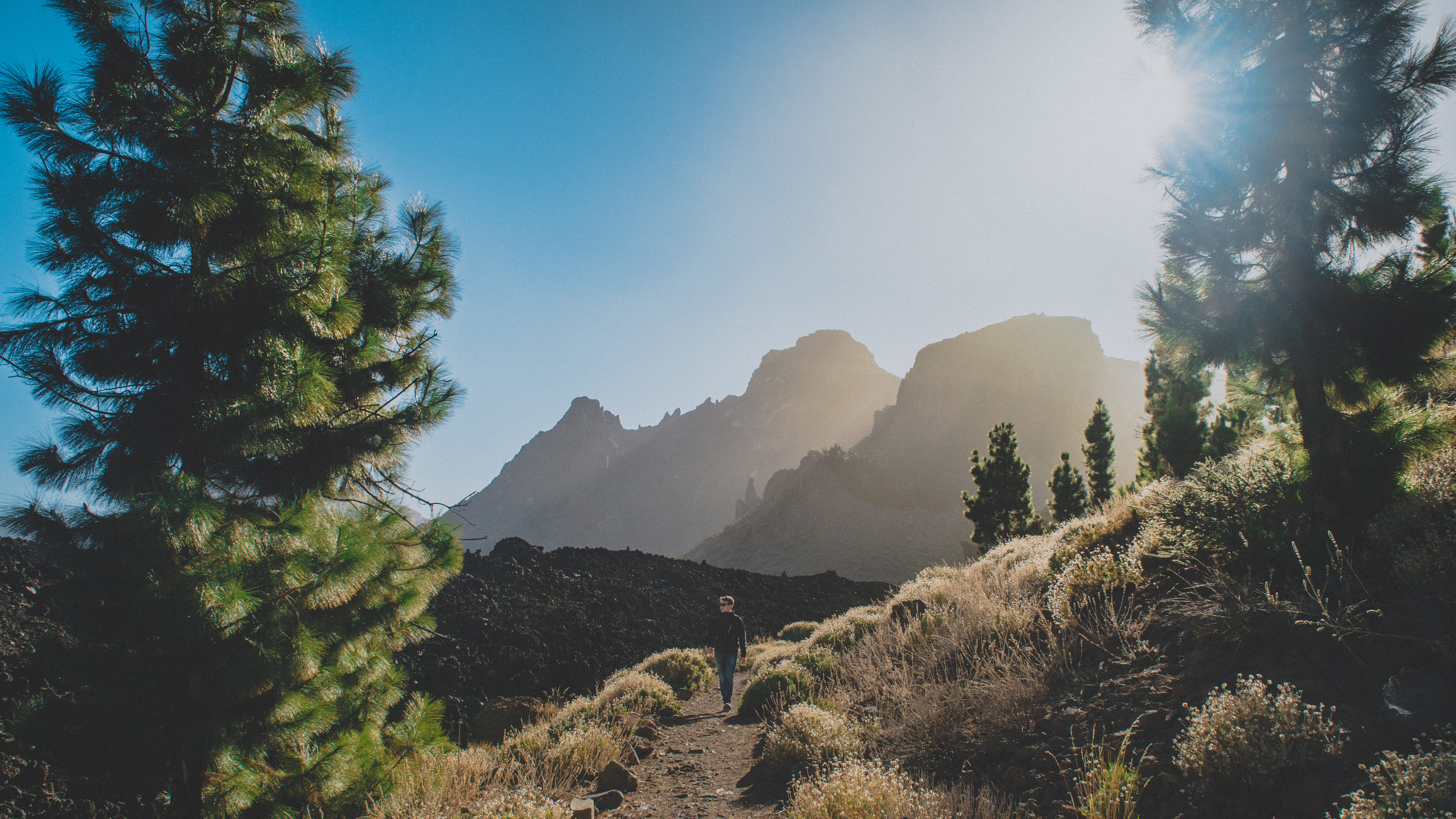 forest, trees, mountains, mountain, non-urban scene, sunlight, scenics - nature, hike, growth, tree, 5K, tenerife, mountain range, plant, day, landscape, HD Wallpaper