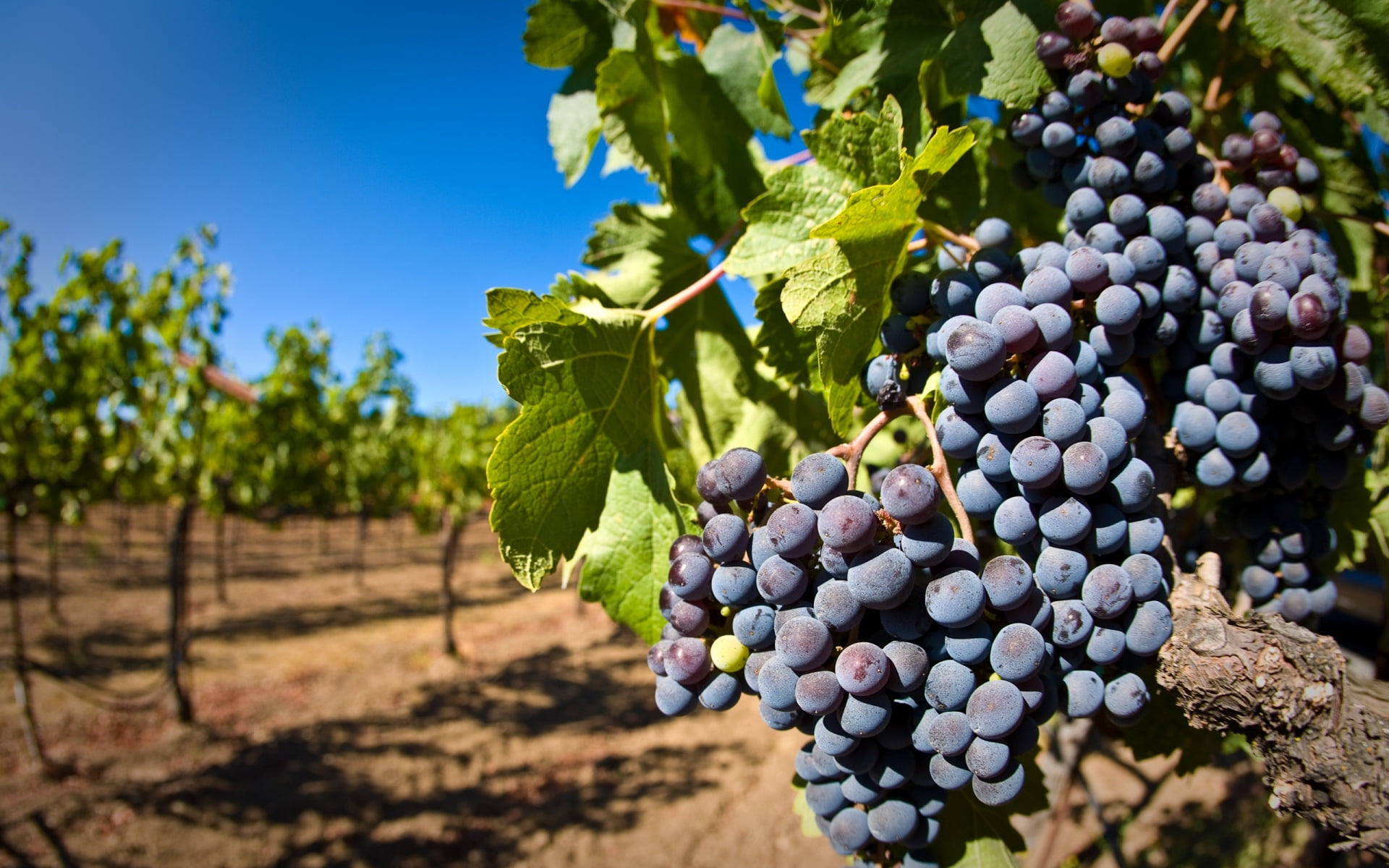 close-up, plantation, rural Scene, winemaking, wine, autumn, farm, harvesting, green Color, berries, 1080P, no People, fruit, sky, vineyard, purple, food and drink, HD Wallpaper