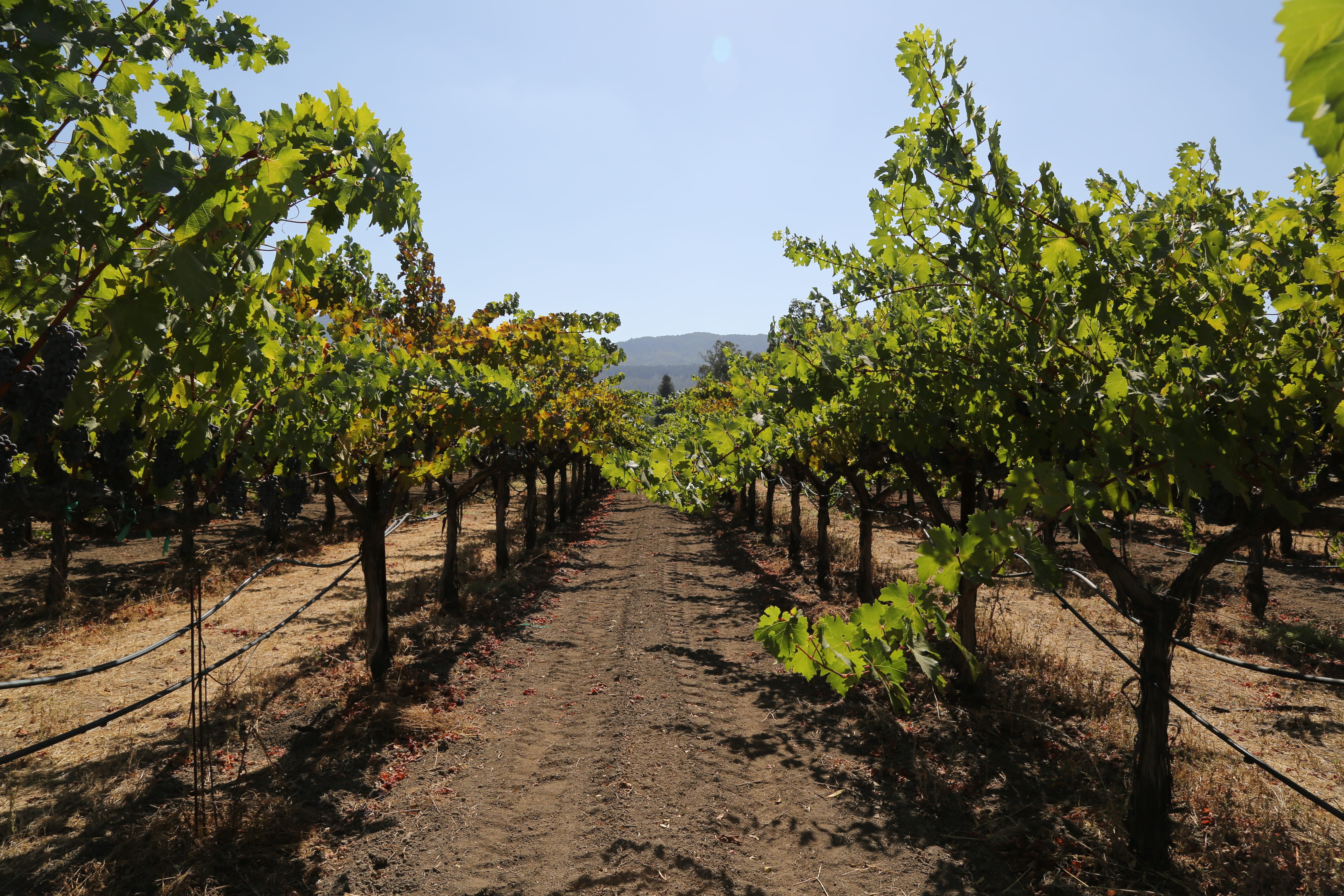 red, petit, agriculture, sauvignon, organic, winemaking, the way forward, footpath, grow, franc, petite verdot, wine, field, trees, grapes, winery, growth, HD Wallpaper