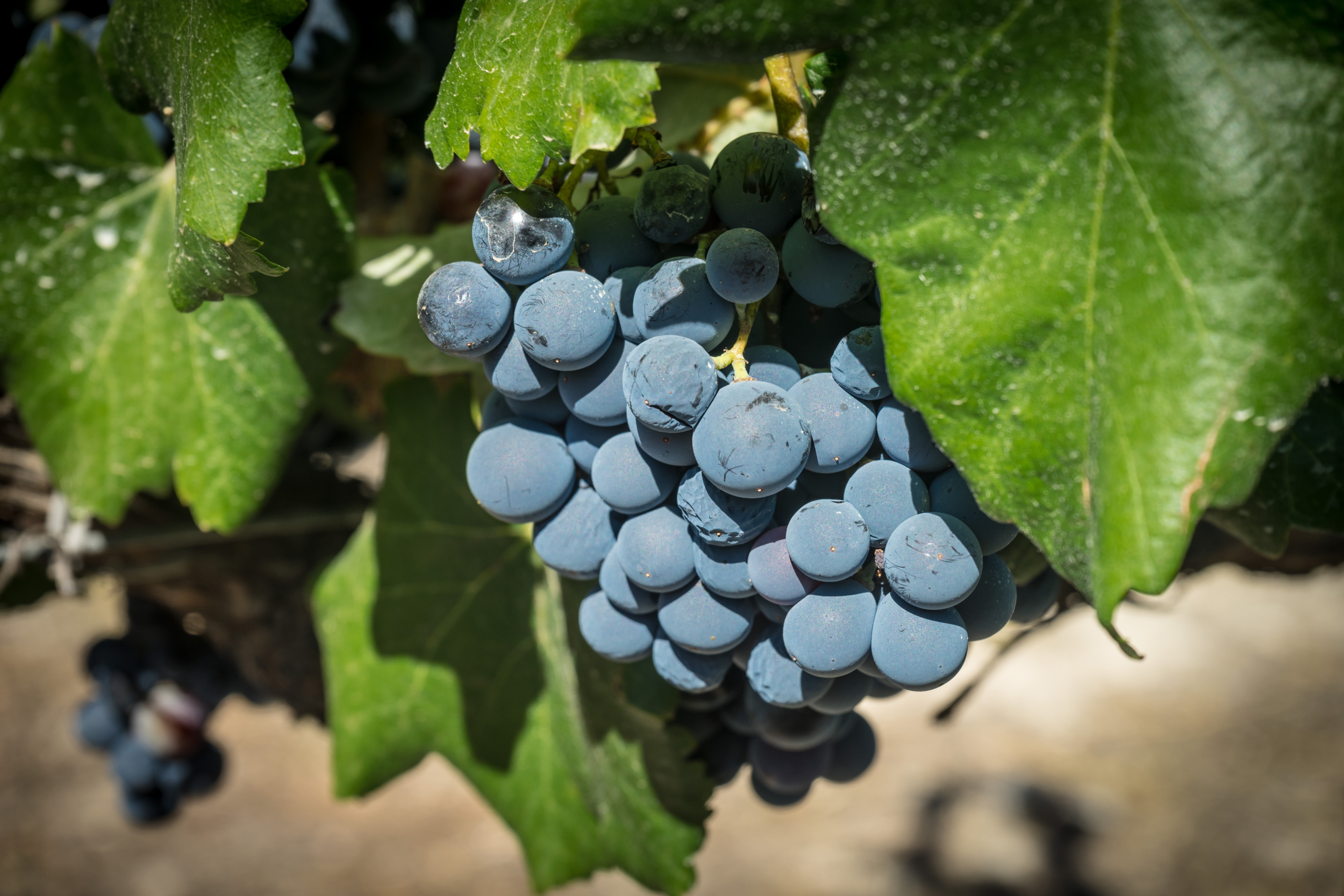 5K, food, grapes, burgundy, wine, rioja, winemaking, bunch, grape, berries, merlot, food and drink, freshness, plant part, day, healthy, fruit, tempranito, HD Wallpaper