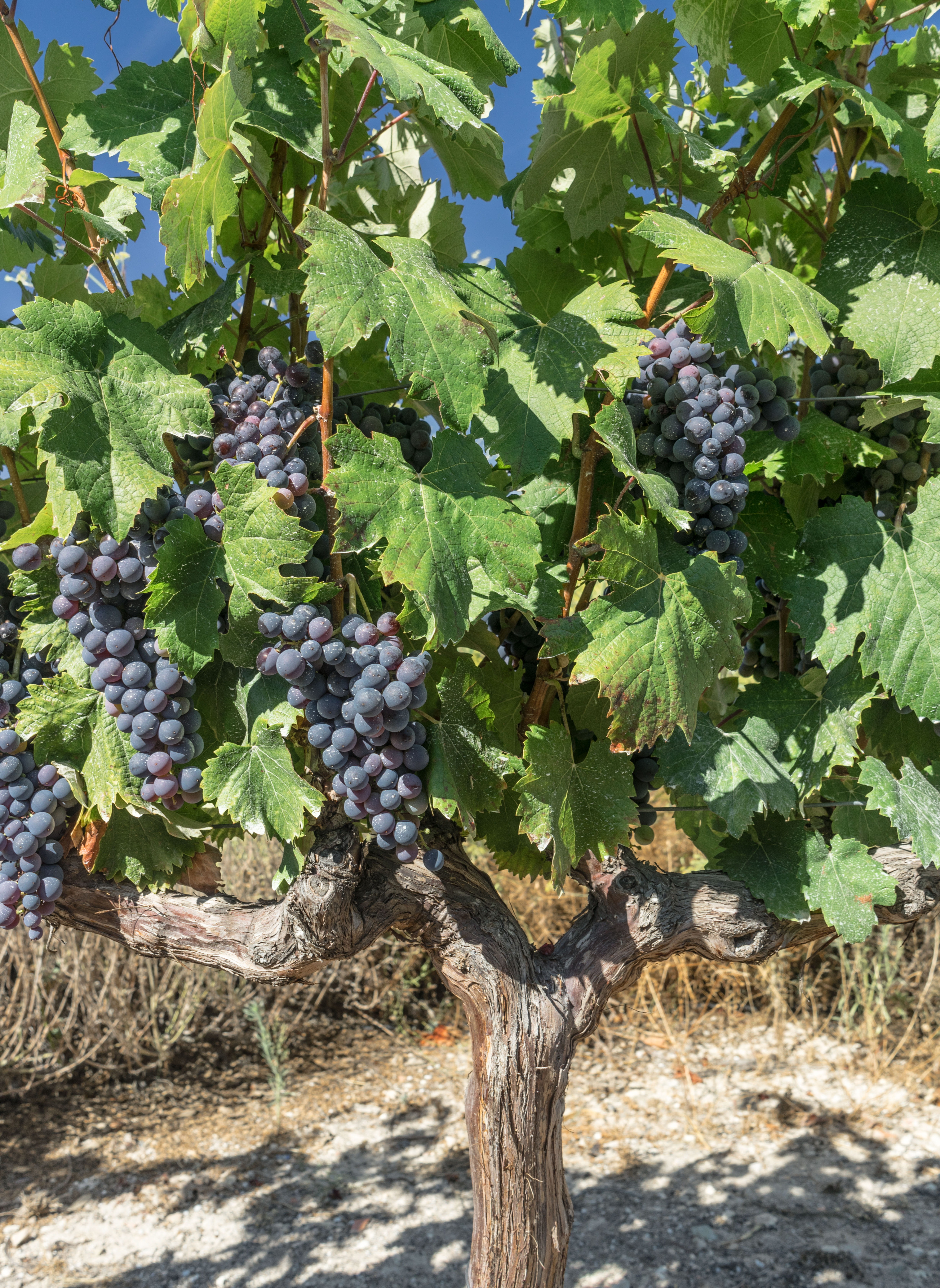 plant part, cluster, food, rioja, wine production, food and drink, plantation, vine, burgundy, grape, freshness, nature, plant, green color, leaves, red, Phone HD Wallpaper