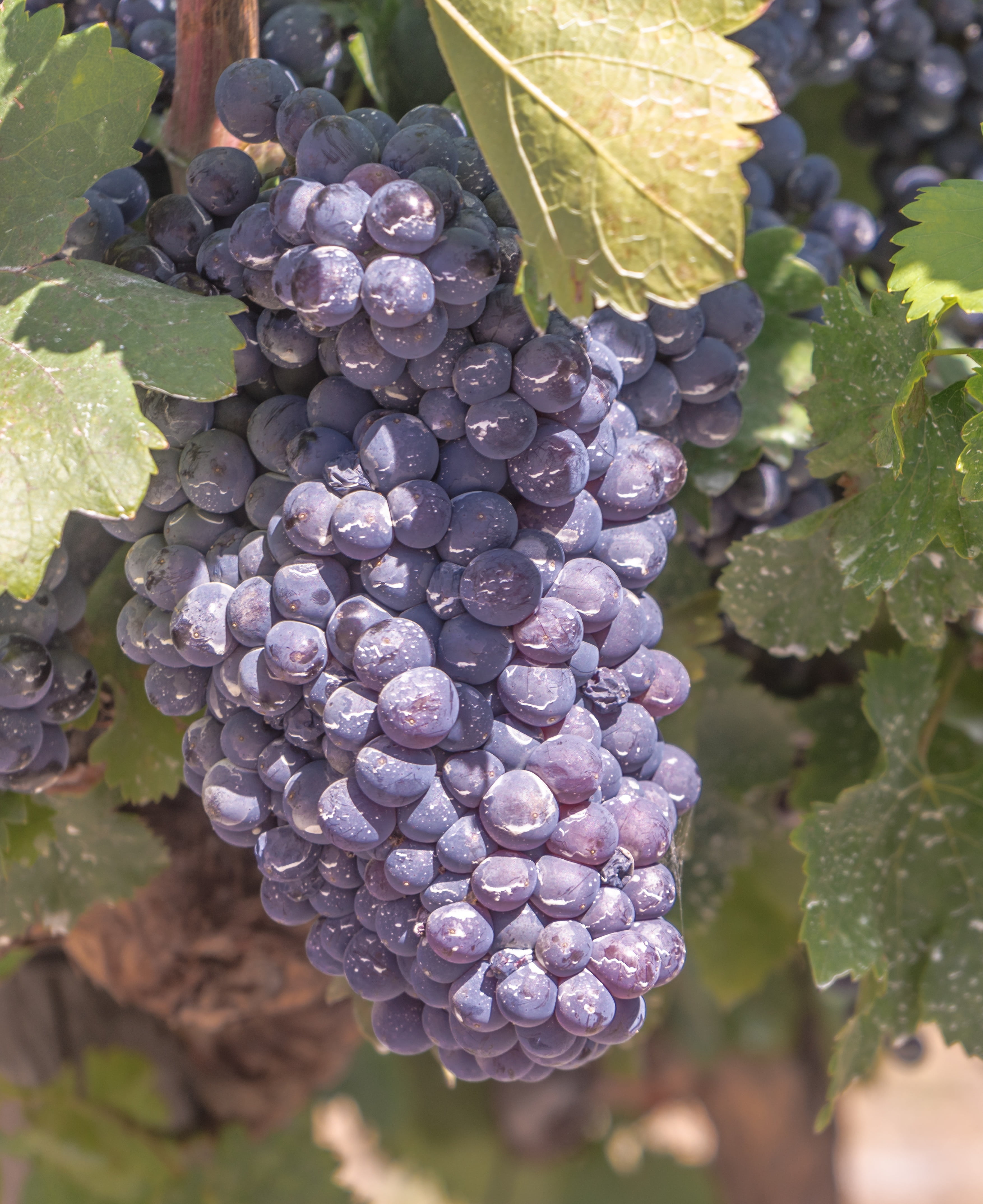 growth, plant, cabernet, green color, harvest, plant part, ripe, wine, food, healthy eating, vine, outdoors, winemaking, focus on foreground, red, burgundy, Phone HD Wallpaper