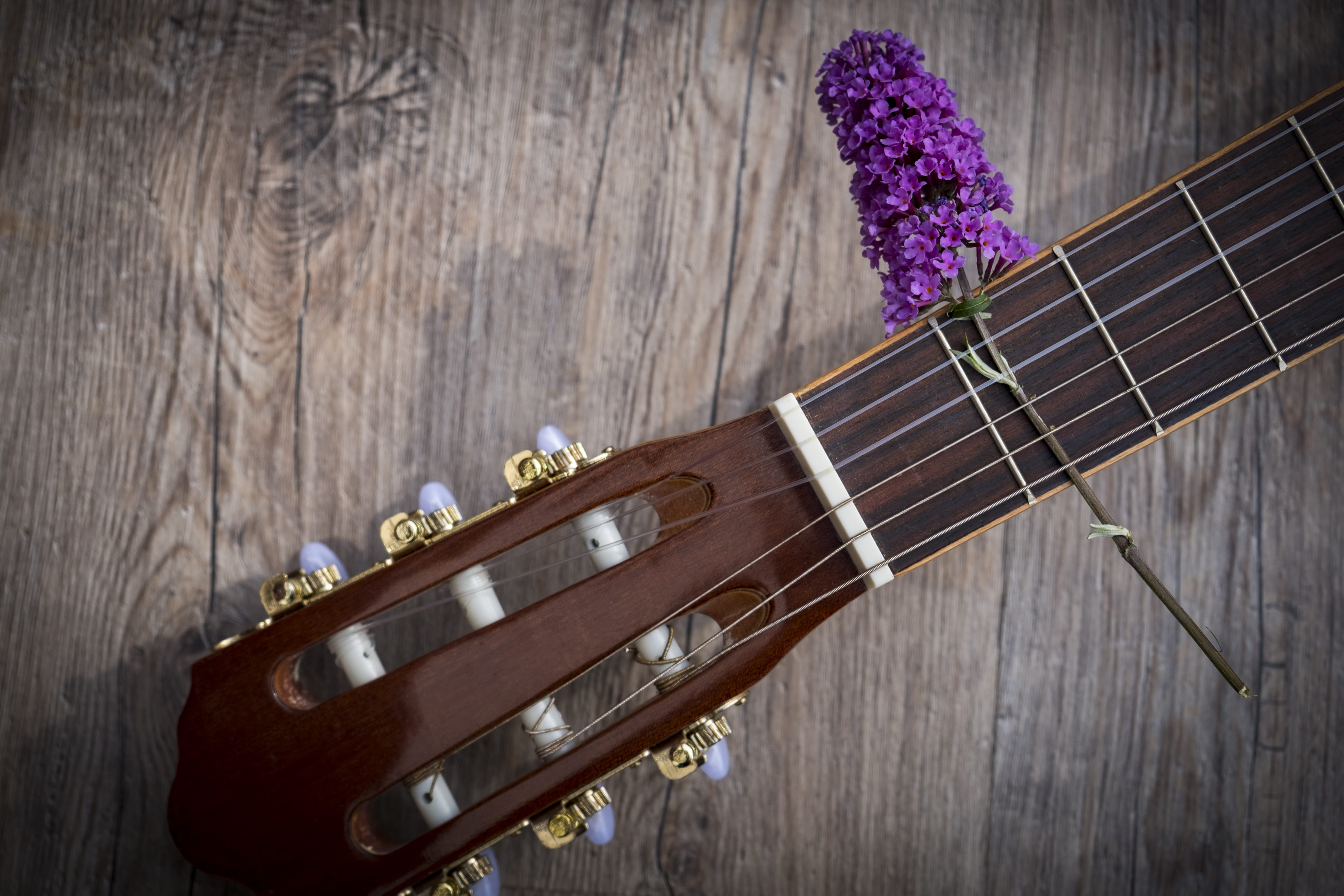 musical equipment, wood - material, indoors, nature, relax, plant, purple, musical instrument, close-up, relaxation, leisure, still life, electric guitar, HD Wallpaper