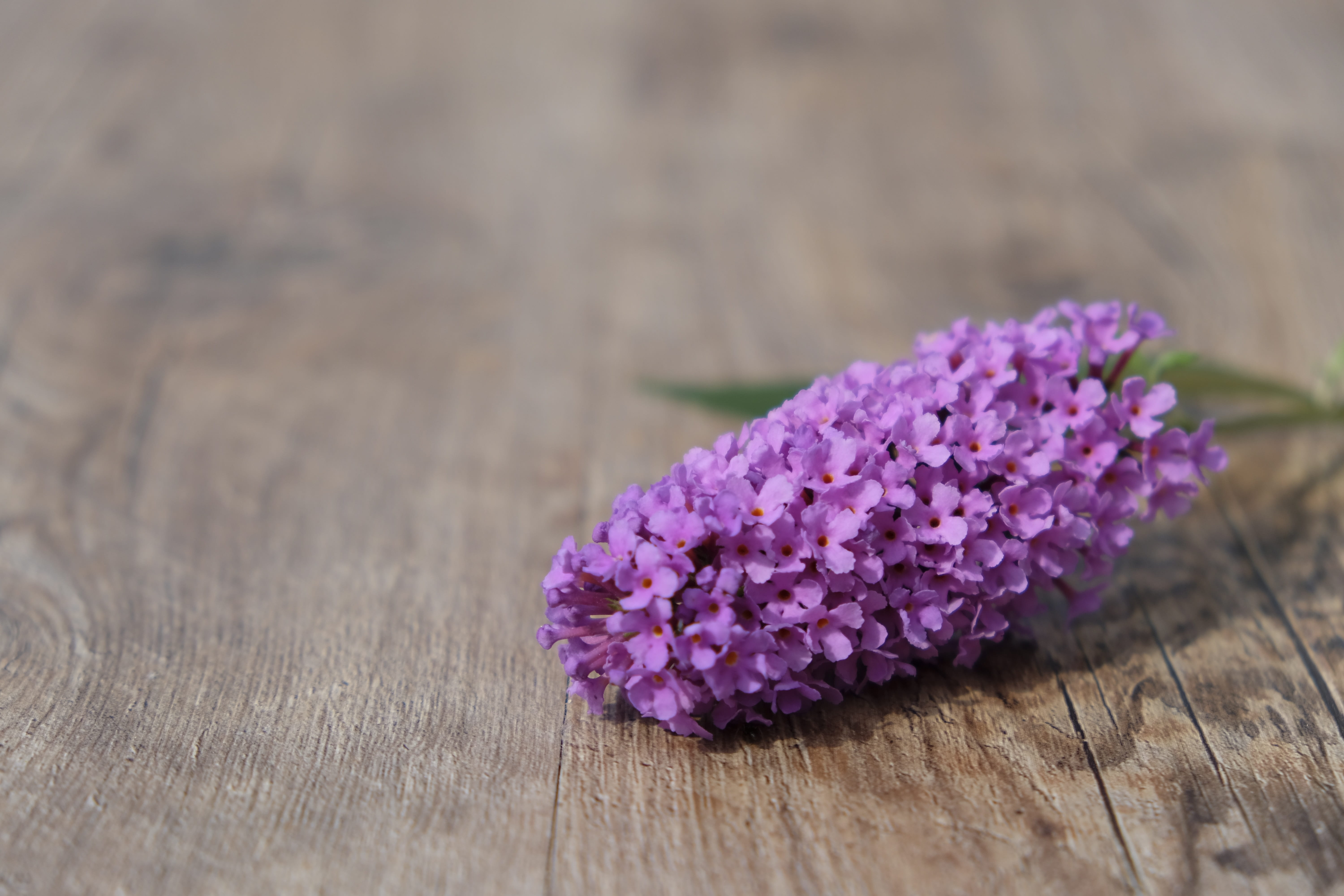flower head, flower arrangement, brown, purple, selective focus, wooden, focus on foreground, surface, table, beauty in nature, wood grain, petal, 5K, HD Wallpaper