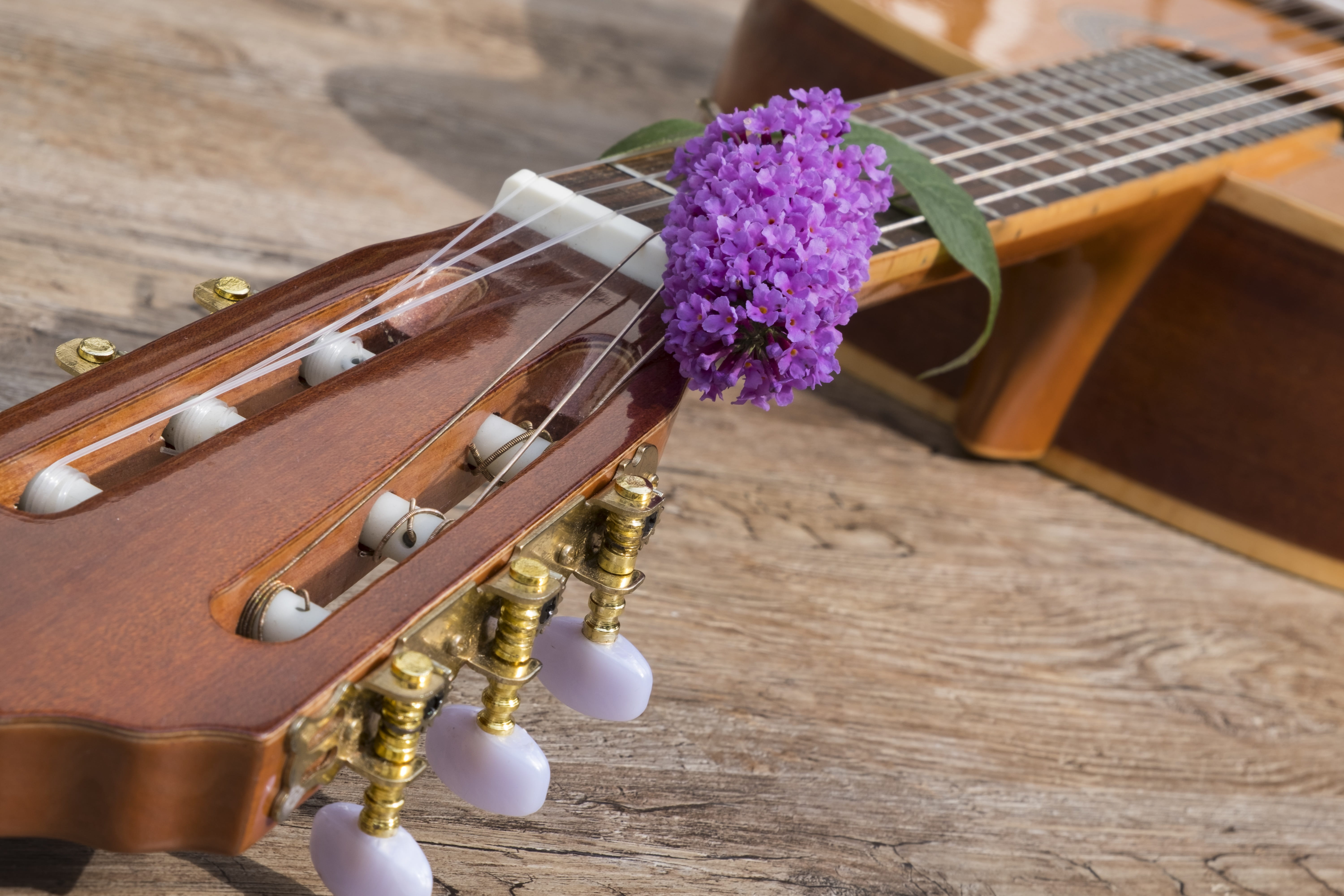 musical instrument, flower vase, high angle view, classical, no people, string instrument, close-up, brown, lilac spear, table, indoors, still life, arts culture and entertainment, HD Wallpaper