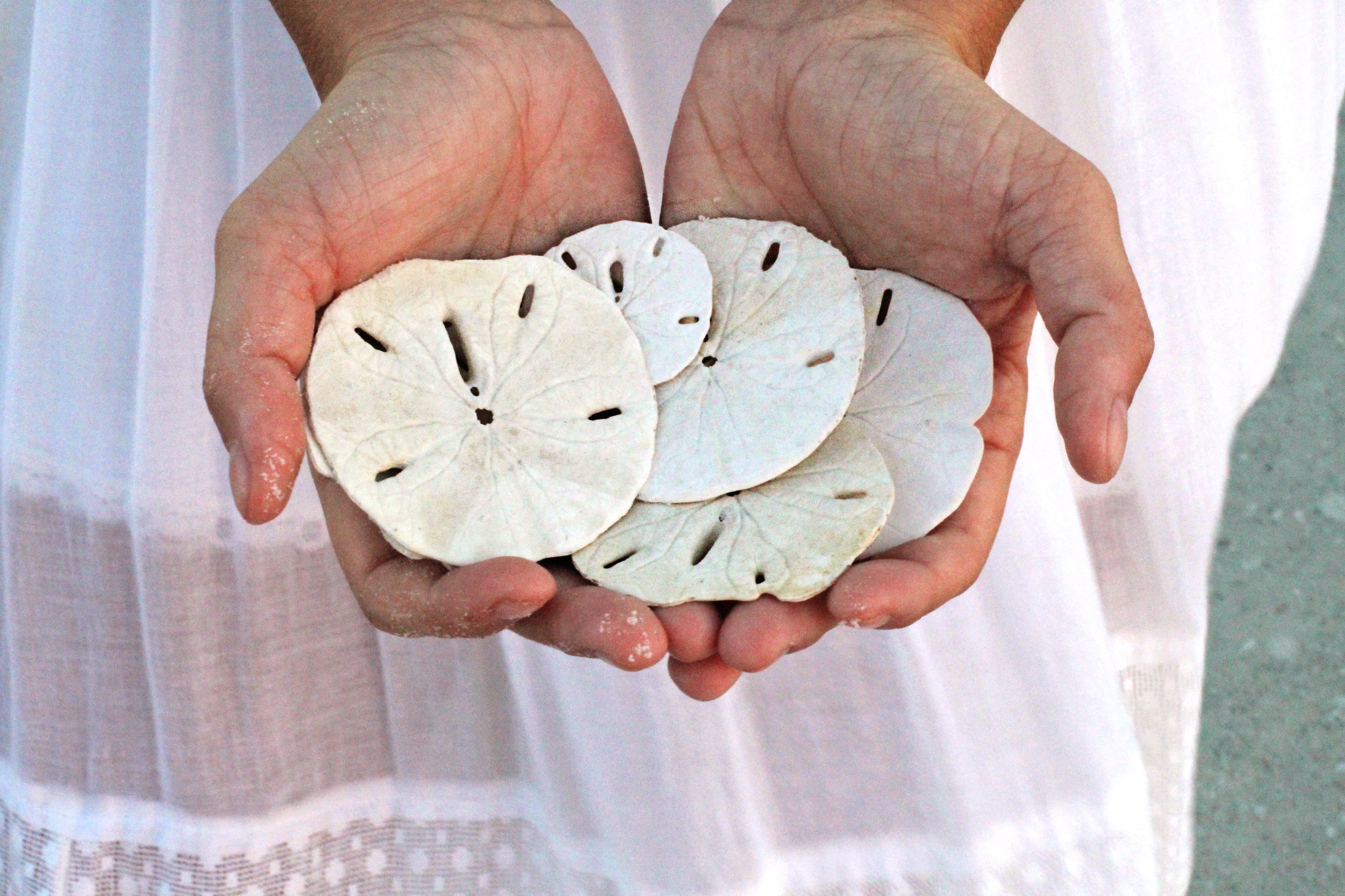 ocean, resort, 5K, florida, relax, sand dollars, hands cupped, destination, calm, tranquility, afternoon, shell, food and drink, beach, coast, human Hand, HD Wallpaper