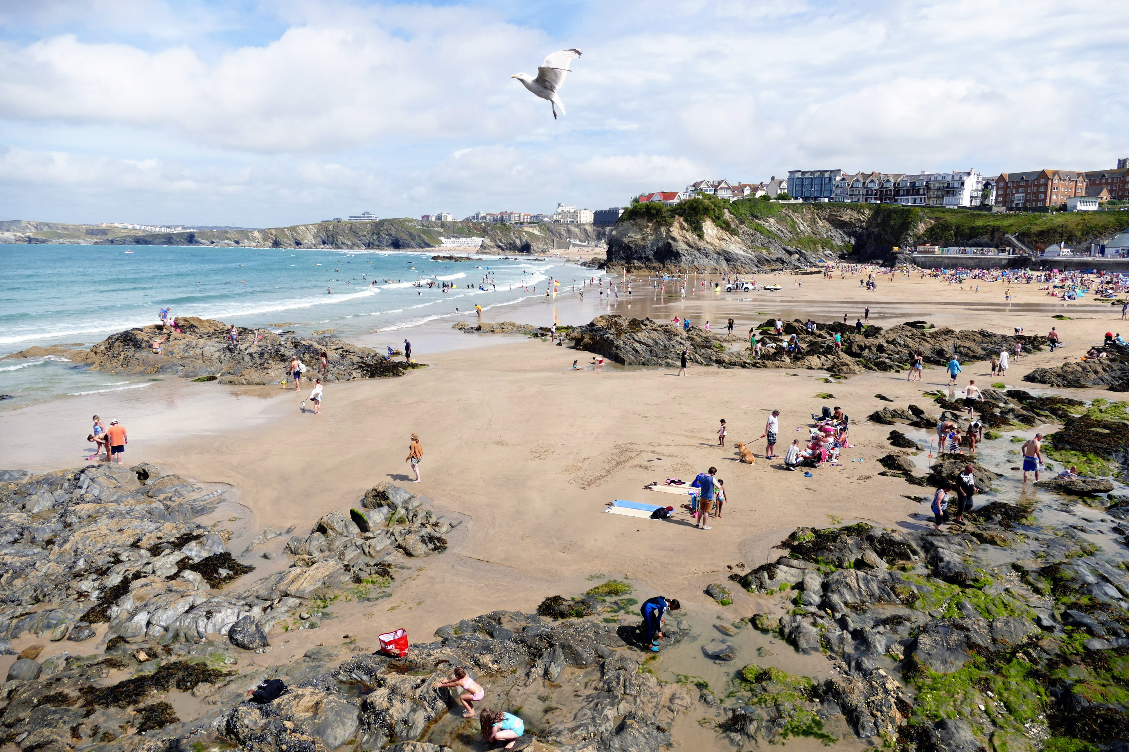 white, newquay, vertebrate, united, summer, bay, nature, sun, north, blue, animal, sea, animal wildlife, travel, 4K, animals in the wild, coastal, tourism, HD Wallpaper