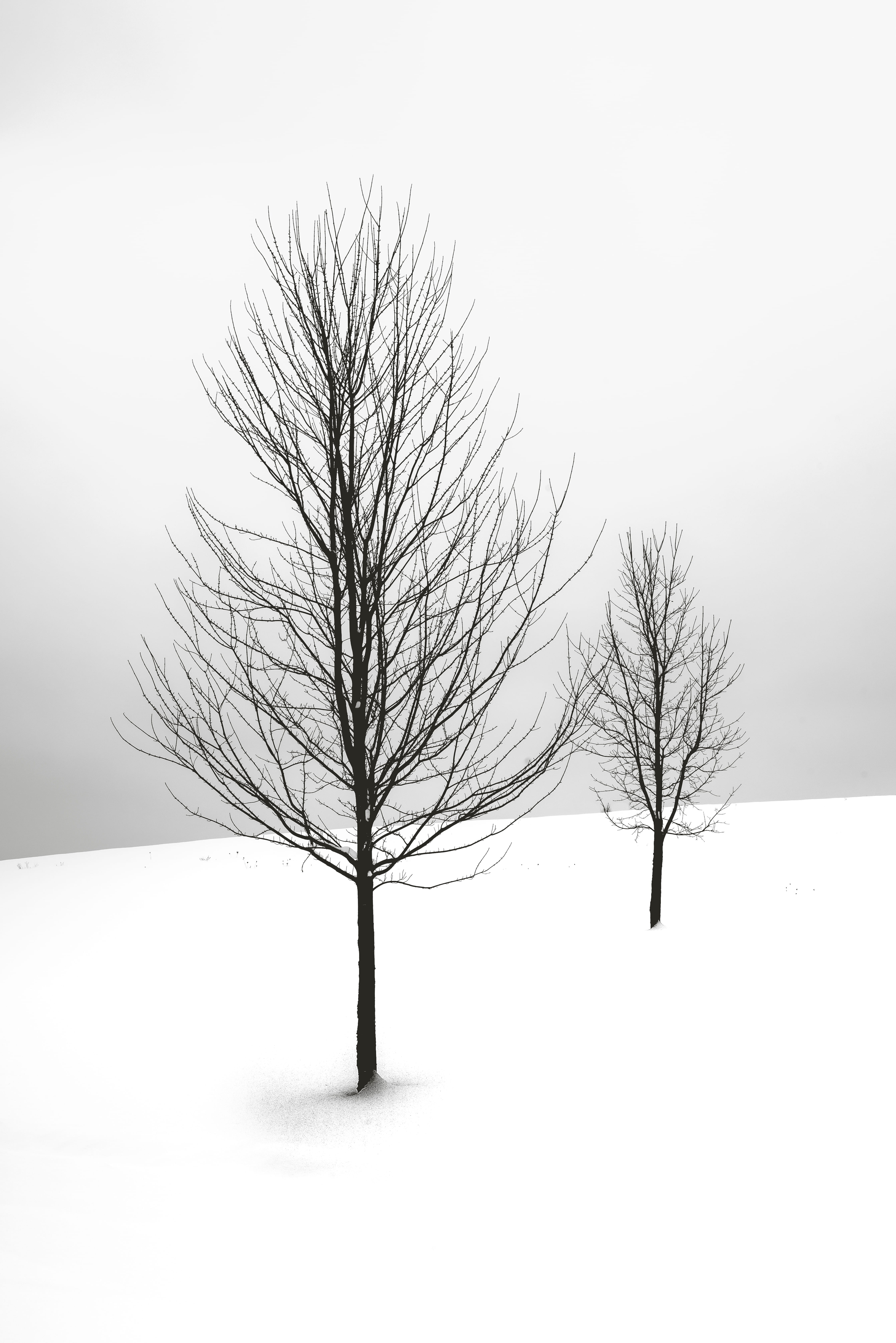 field, ice, tree branches, sky, nature, no people, deep snow, land, frosty weather, cold, snow capped, icee, snowing, weather, two, winter, frosty, black and white, Phone HD Wallpaper