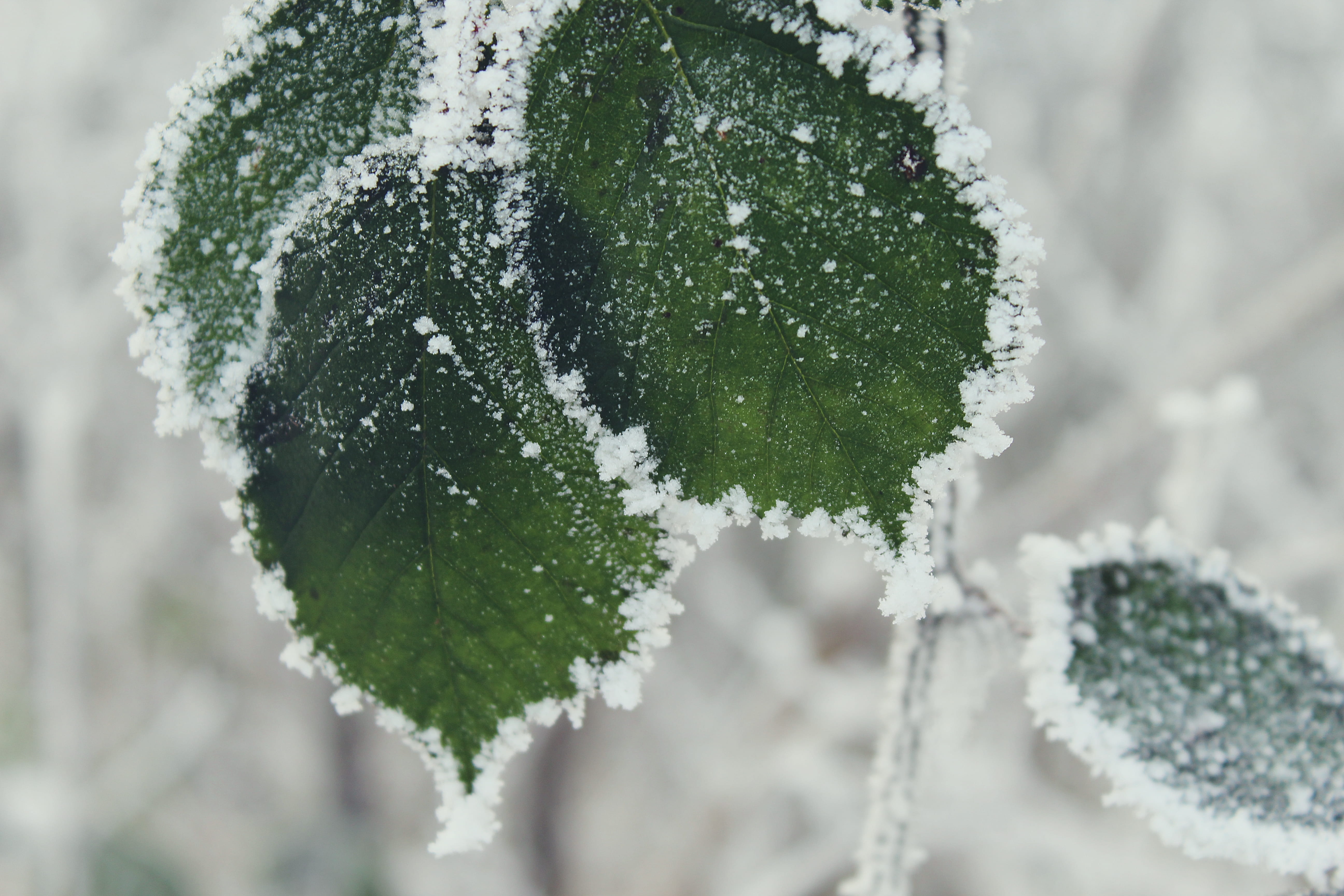 green color, green, leaf, plant, coniferous tree, no people, focus on foreground, 5K, tree, cold temperature, white color, blizzard, snow, leaves, frozen, HD Wallpaper