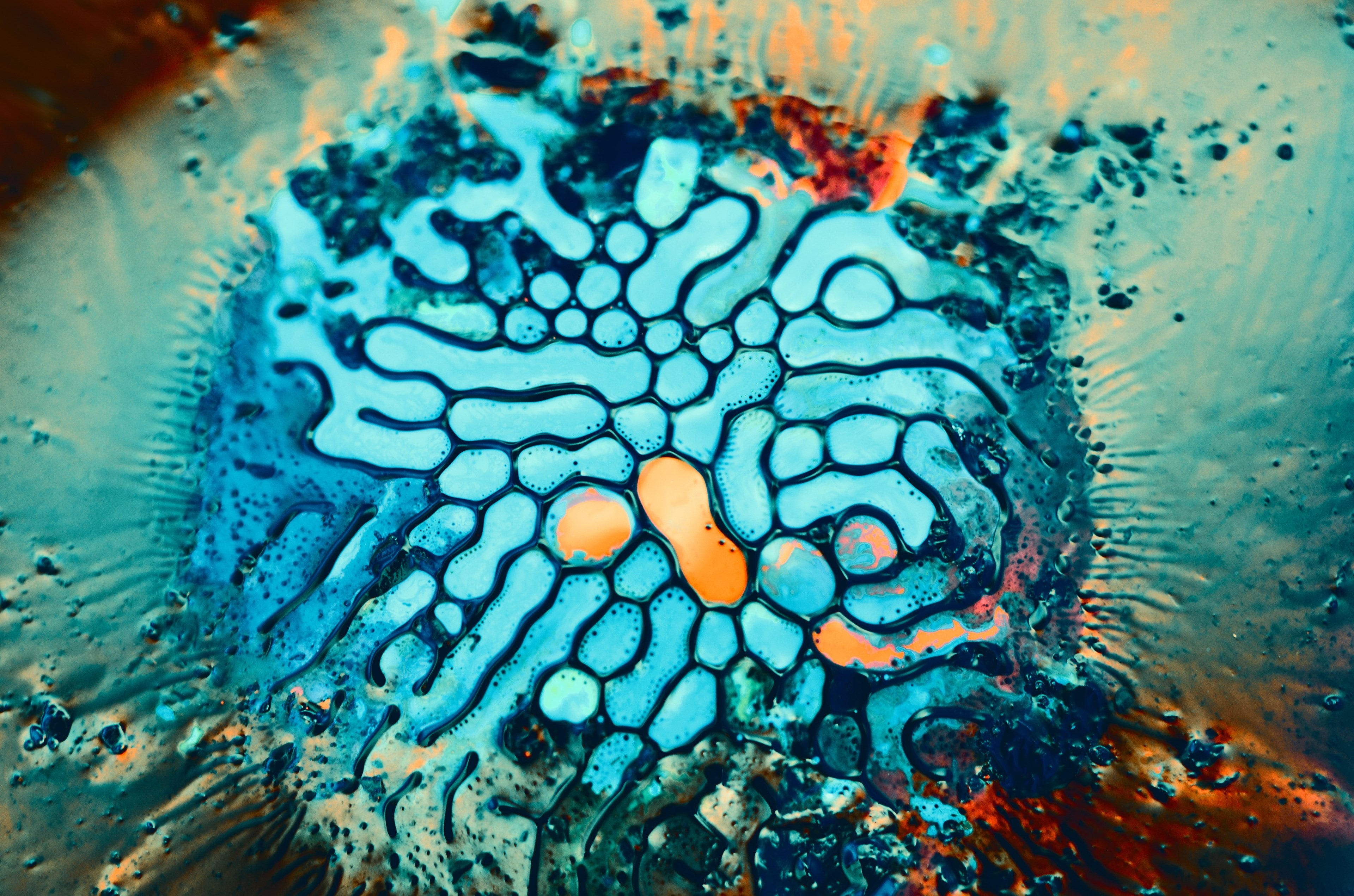 animals in the wild, marine, ferrofluid 4k hd background, animal, sea, blue, beauty in nature, nature, coral, pattern, 4K, high angle view, no people, HD Wallpaper