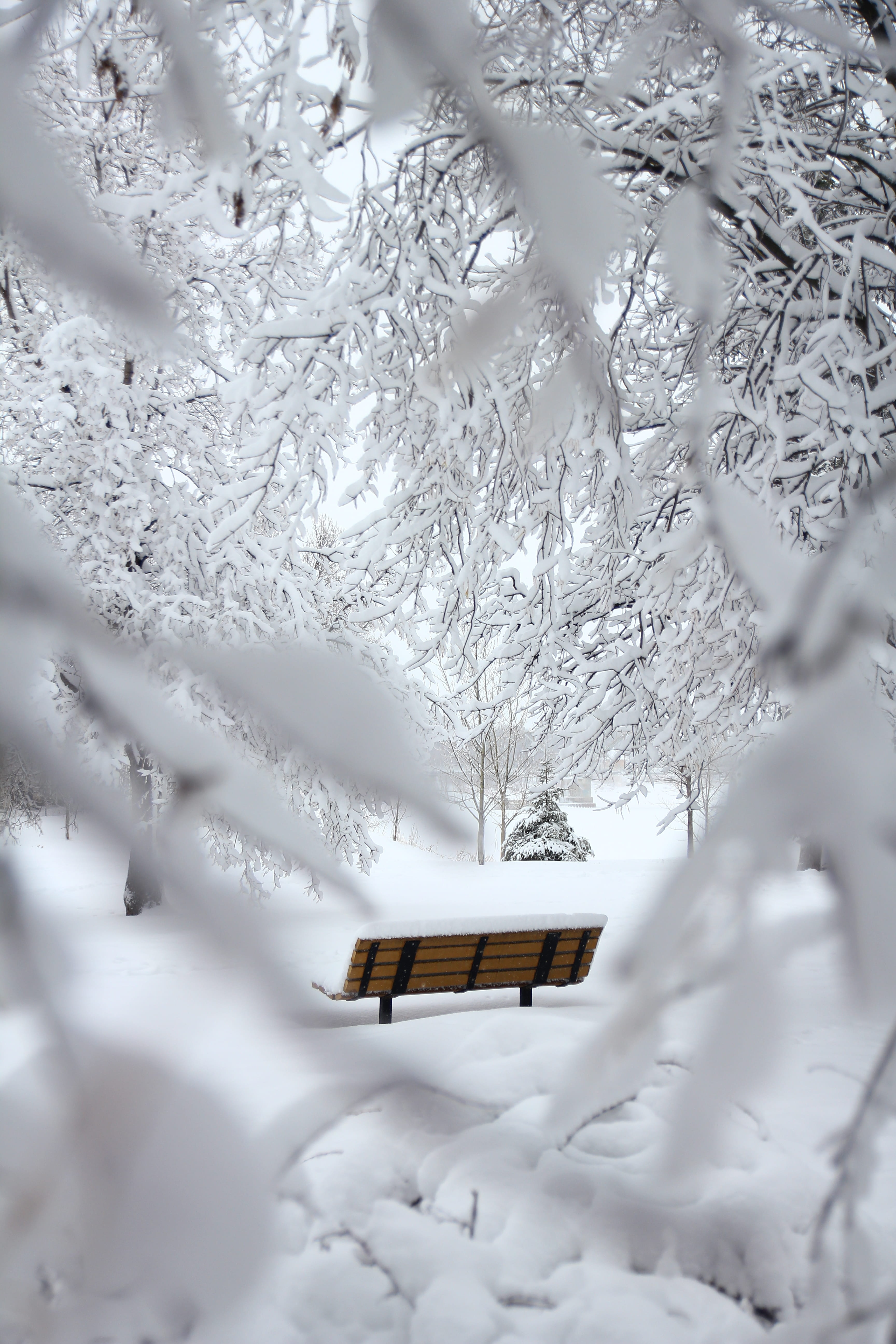 frosty, no people, bench, snow capped, winter, 5K, outdoors, cold temperature, park, ice, icee, covering, top, zing, scenic, selective focus, white color, Phone HD Wallpaper