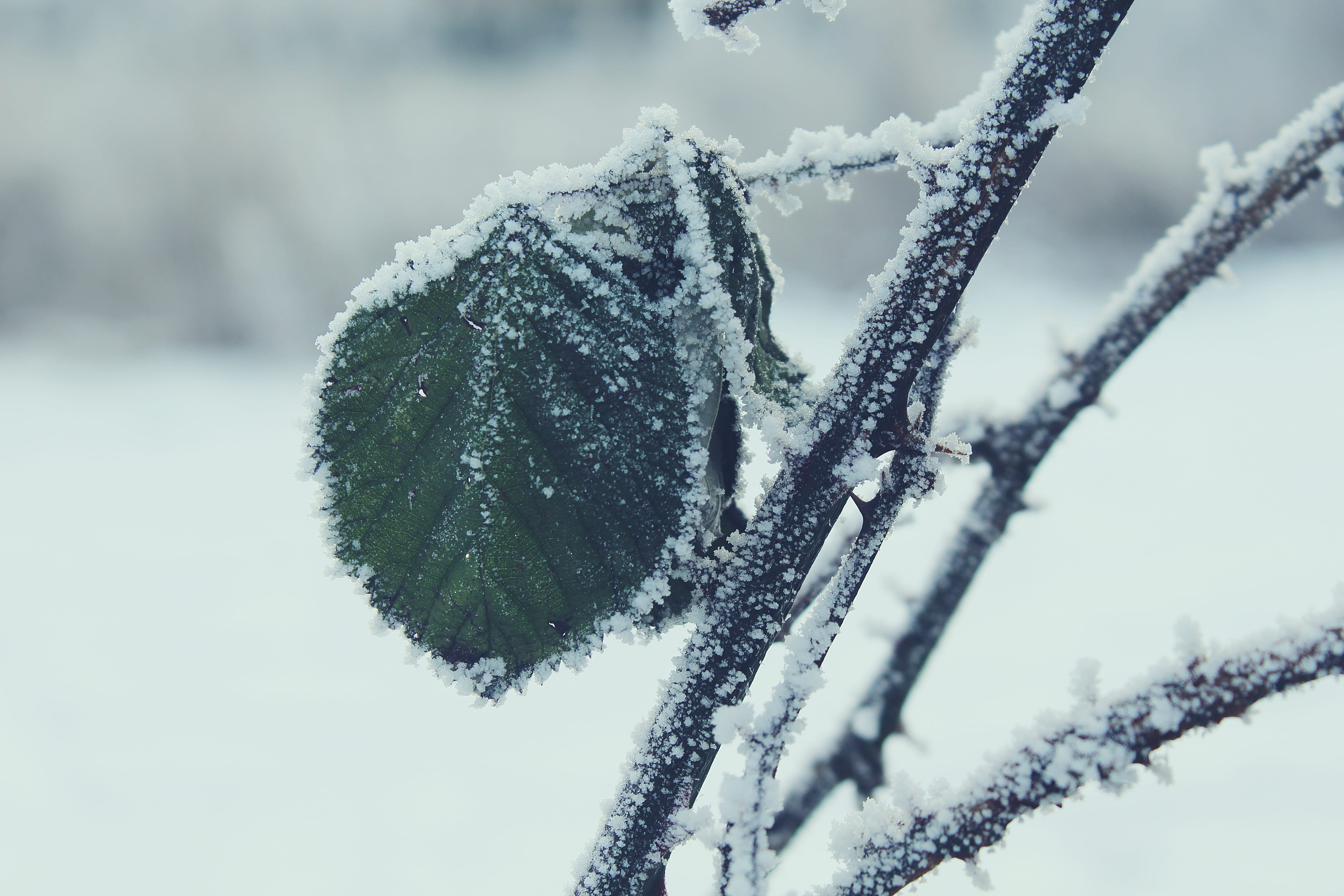blurred background, landscape, winter landscape, frozen, winter, nature, plant, mothernature, outdoors, weather, land, snowy, white color, day, tranquility, HD Wallpaper