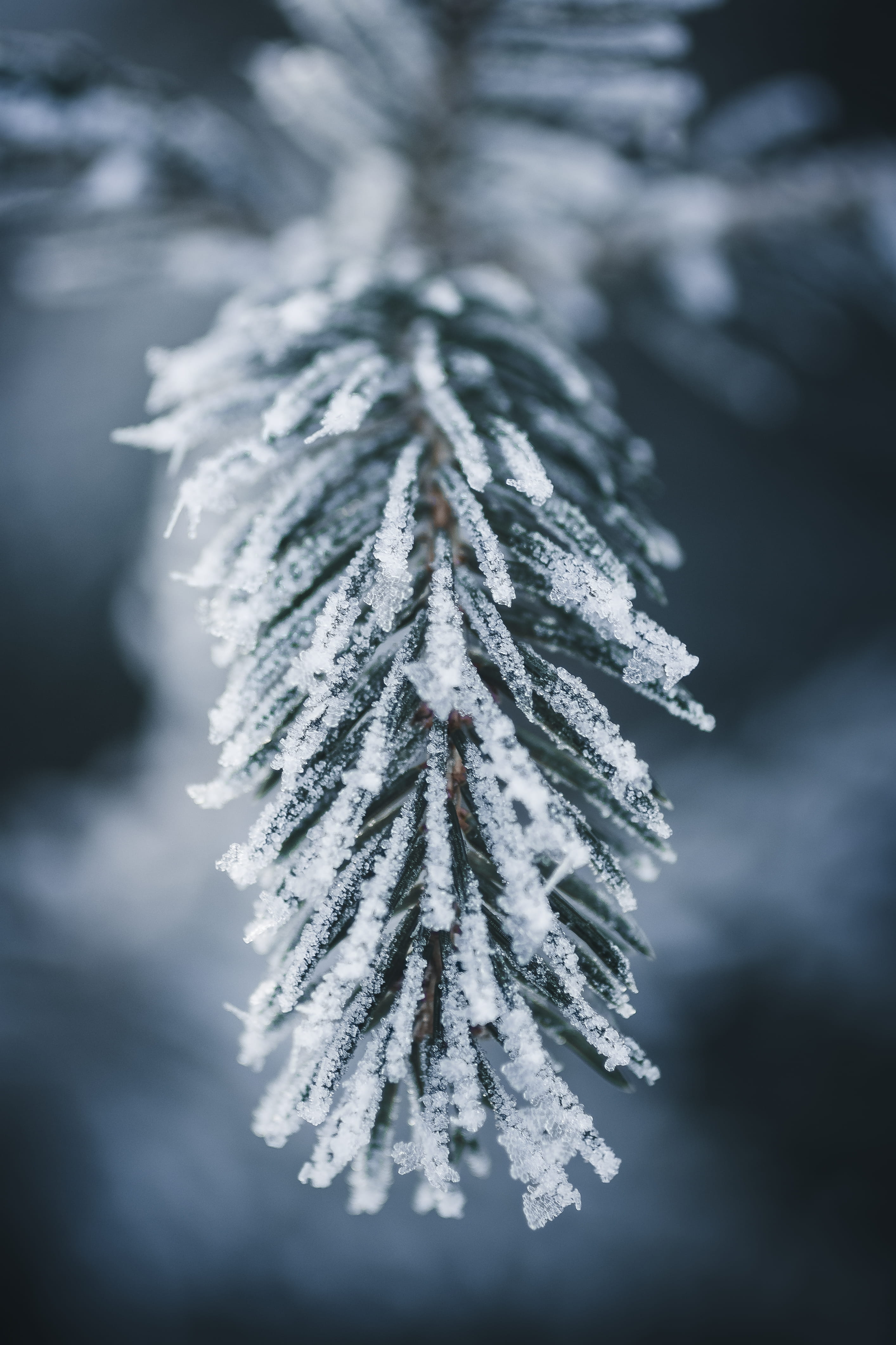 focus, macro, no people, cold, snowy, outdoors, plant, fir tree, beauty in nature, season, close, leaves, day, needle - plant part, conifer, ice, 4K, nature, Phone HD Wallpaper