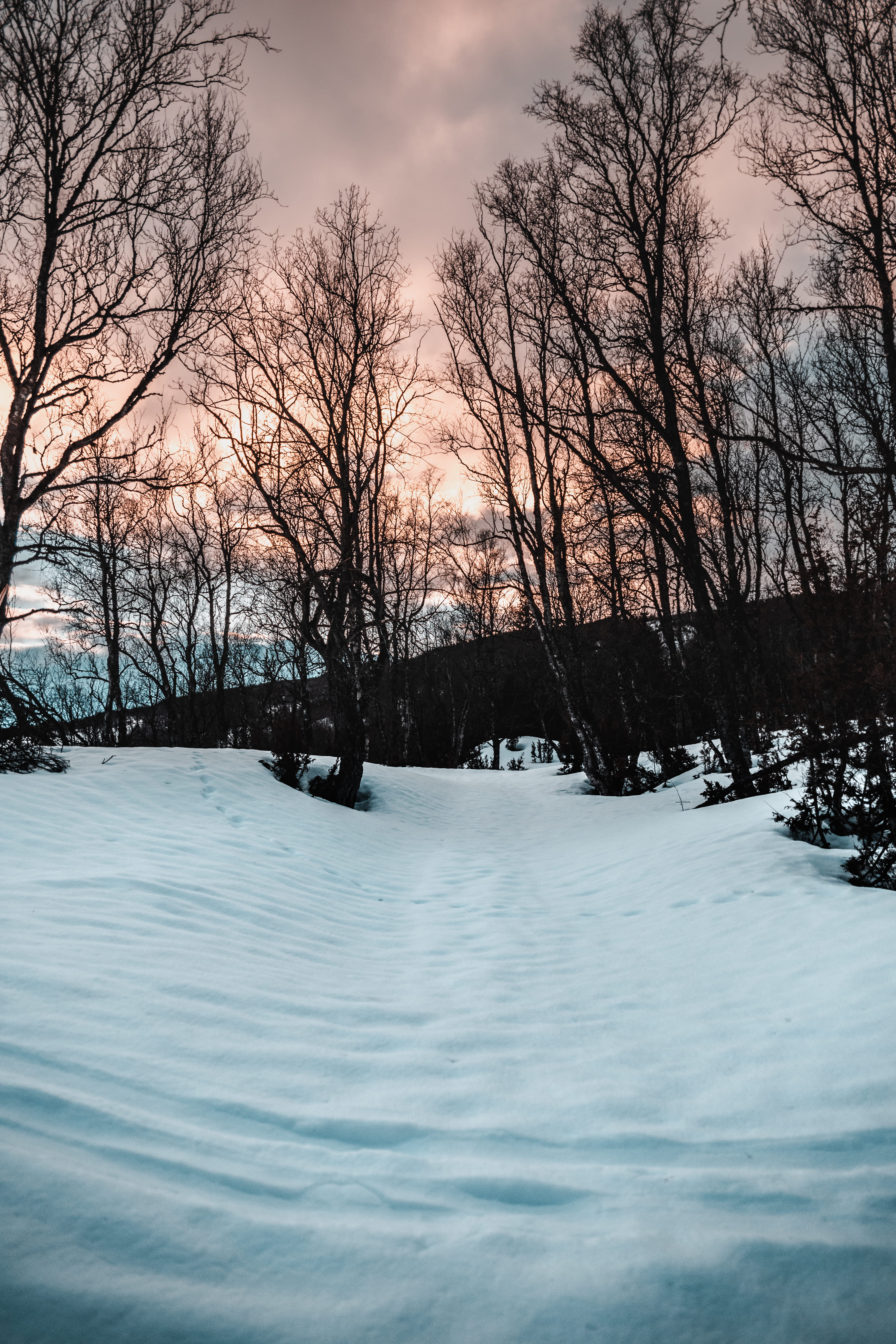sky, nature, scenics - nature, 5K, daylight, icee, tree branches, sunset, snow, environment, season, icy, snow capped, frost, scenic, bare, tree, scene, Phone HD Wallpaper