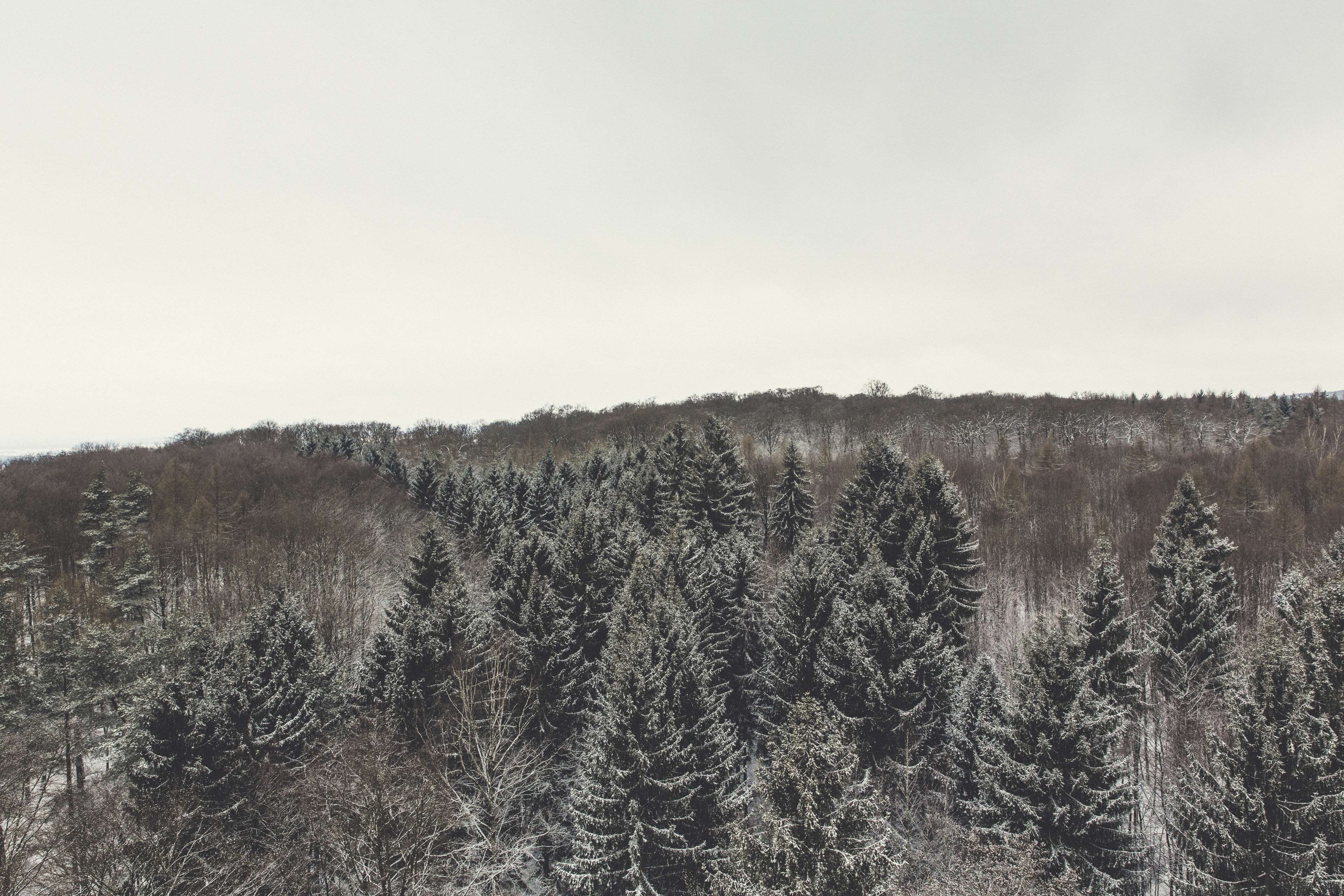 growth, forest, view, copy space, green, trees, tree, ice, cold, clear sky, winter landscape, landscape, outdoors, habitat, frozen, frosty, non-urban scene, HD Wallpaper