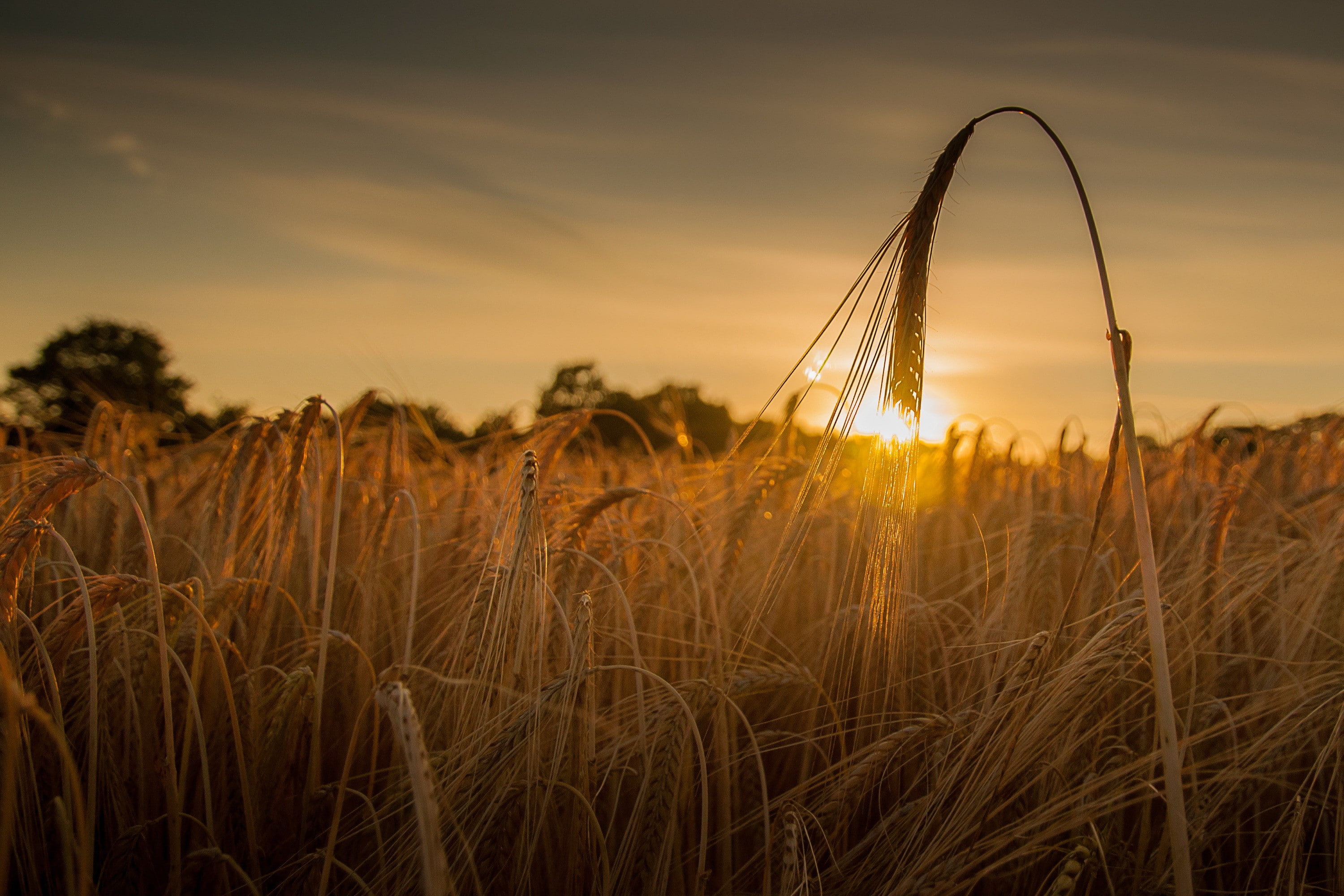 field, ear, 2K, Sunset, wheat, ears, HD Wallpaper