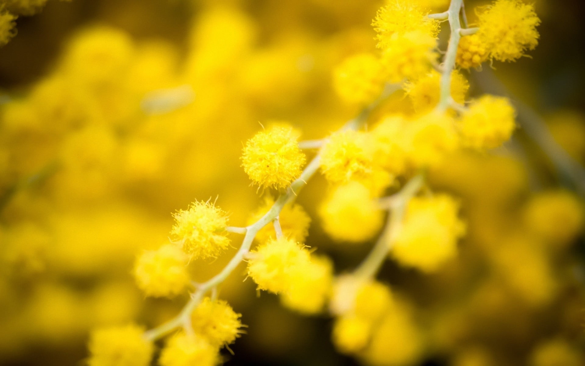 flower head, flower, vulnerability, growth, petaled, nature, yellow flowers, plant, land, flowering plant, macro, selective focus, beauty in nature, plants, HD Wallpaper