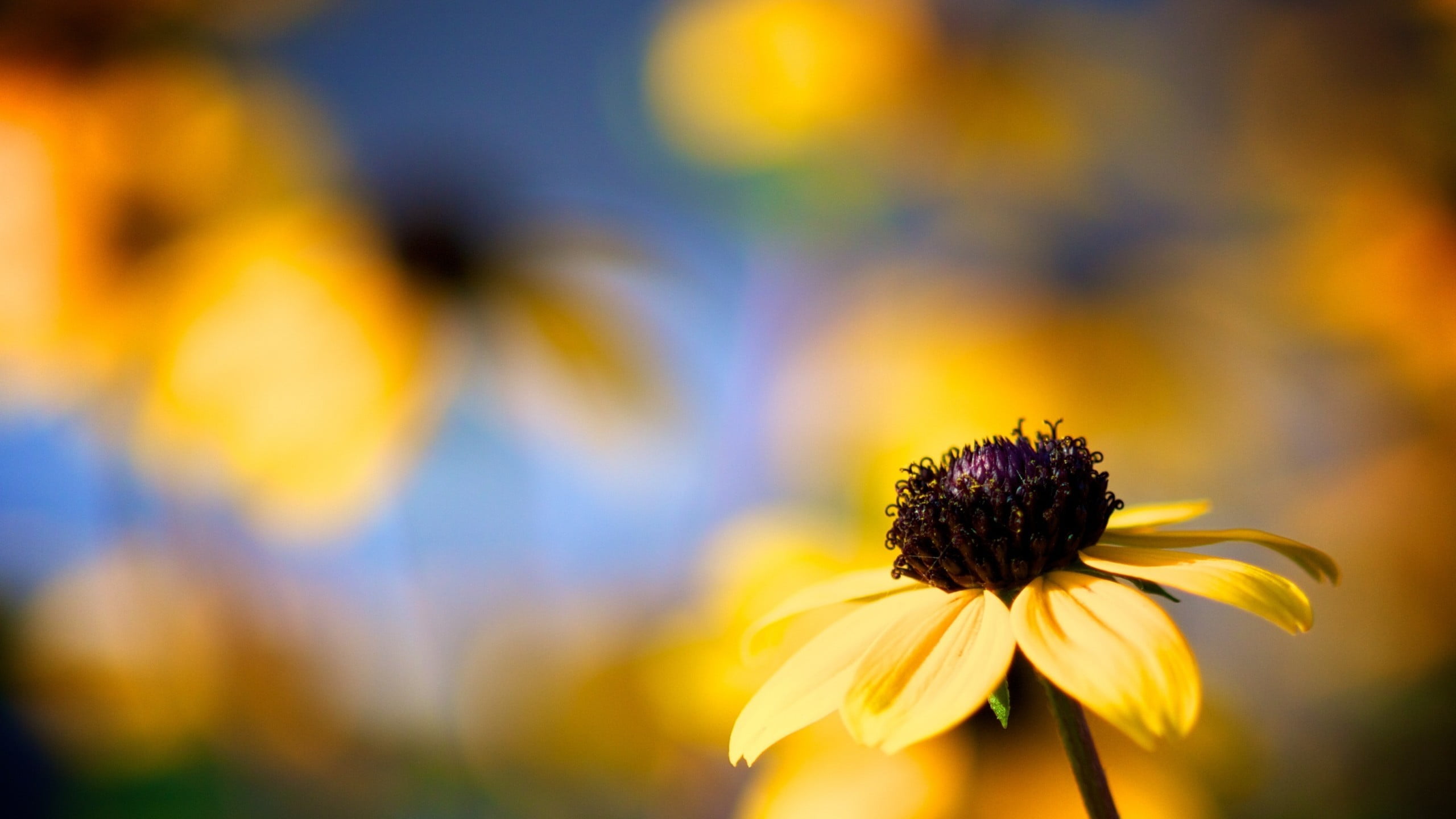 plant, petaled, flower, bokeh, black-eyed susan, vulnerability, close-up, fragility, nature, inflorescence, freshness, purple, growth, no people, coneflower, HD Wallpaper