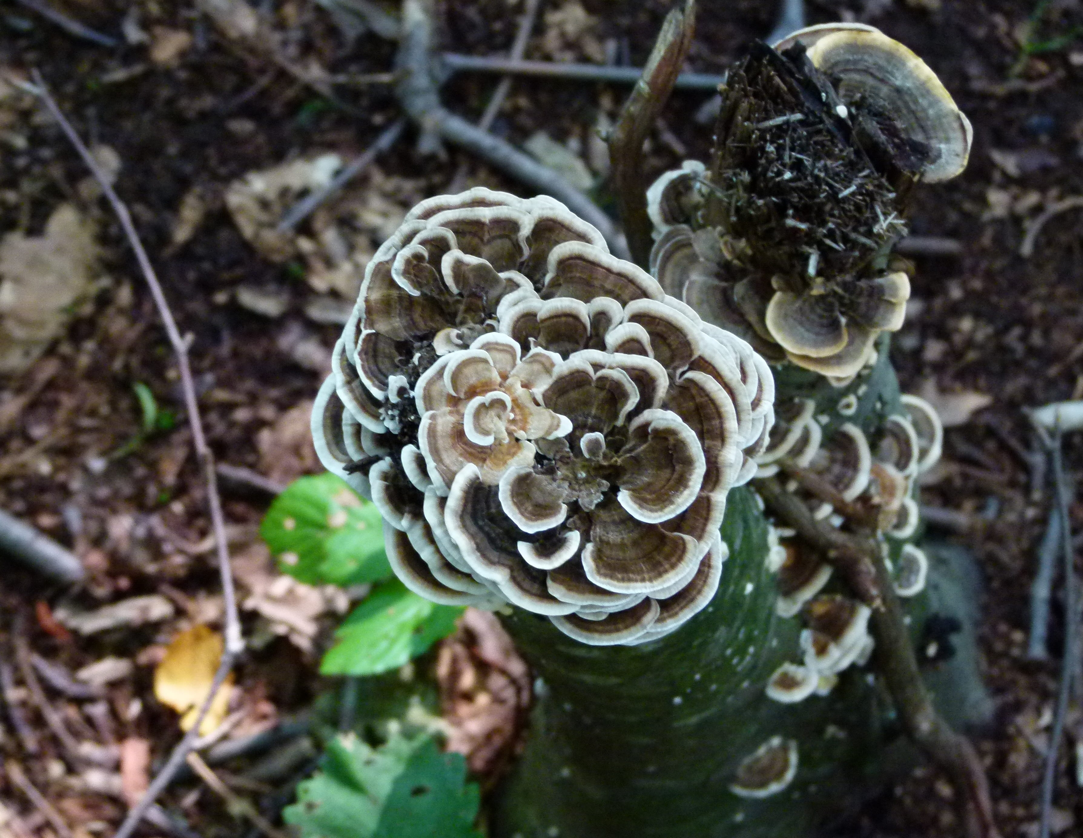 vulnerability, land, outdoors, no people, trunk, plant, vegetable, bracket fungus, polypore, nature, beauty in nature, fragility, fungus, focus on foreground, HD Wallpaper