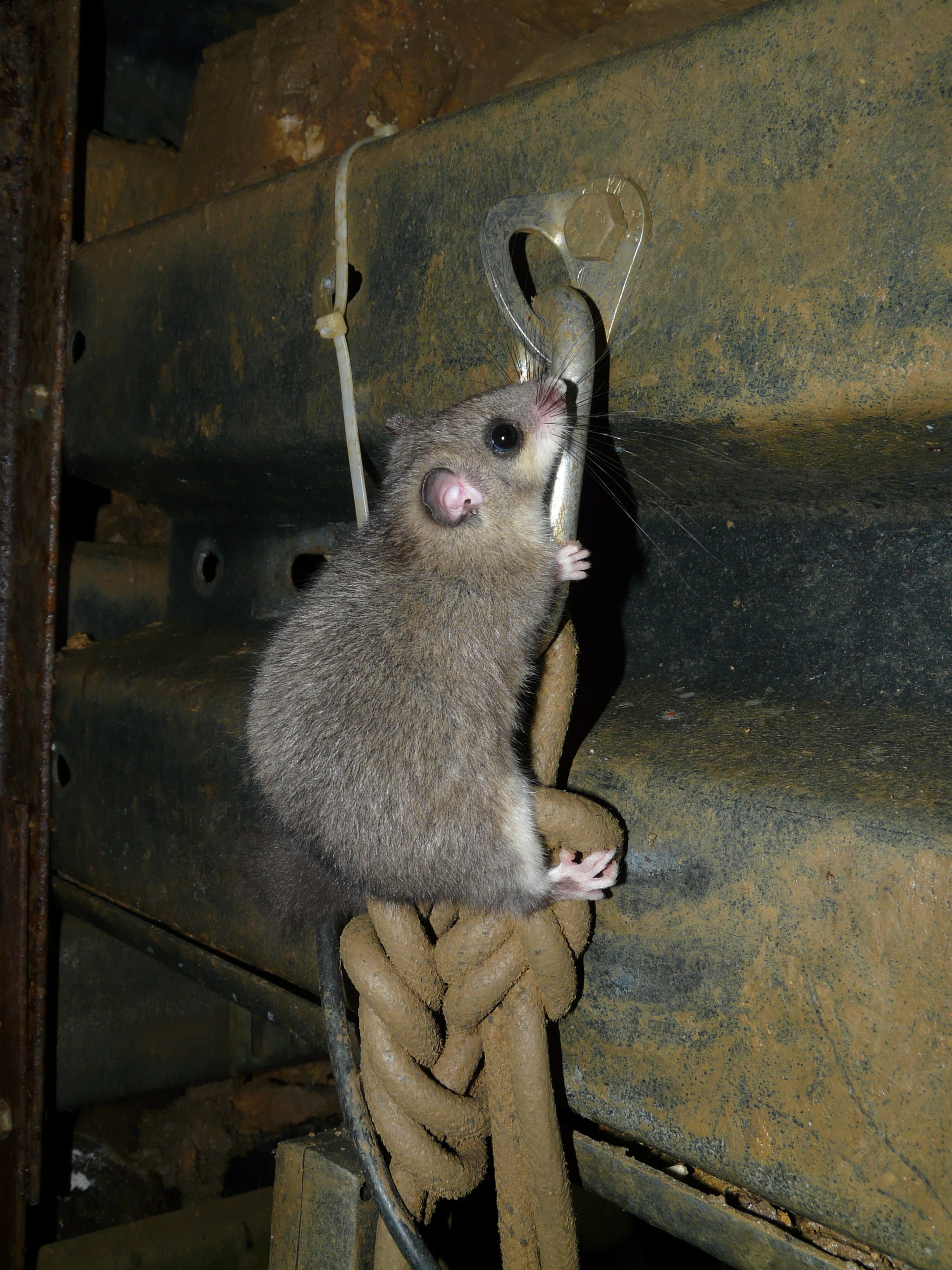 Glis Glis, wall - building feature, animal, claw, rat, outdoors, day, animal body part, close-up, mammals, indoors, high angle view, whisker, one animal, Phone HD Wallpaper