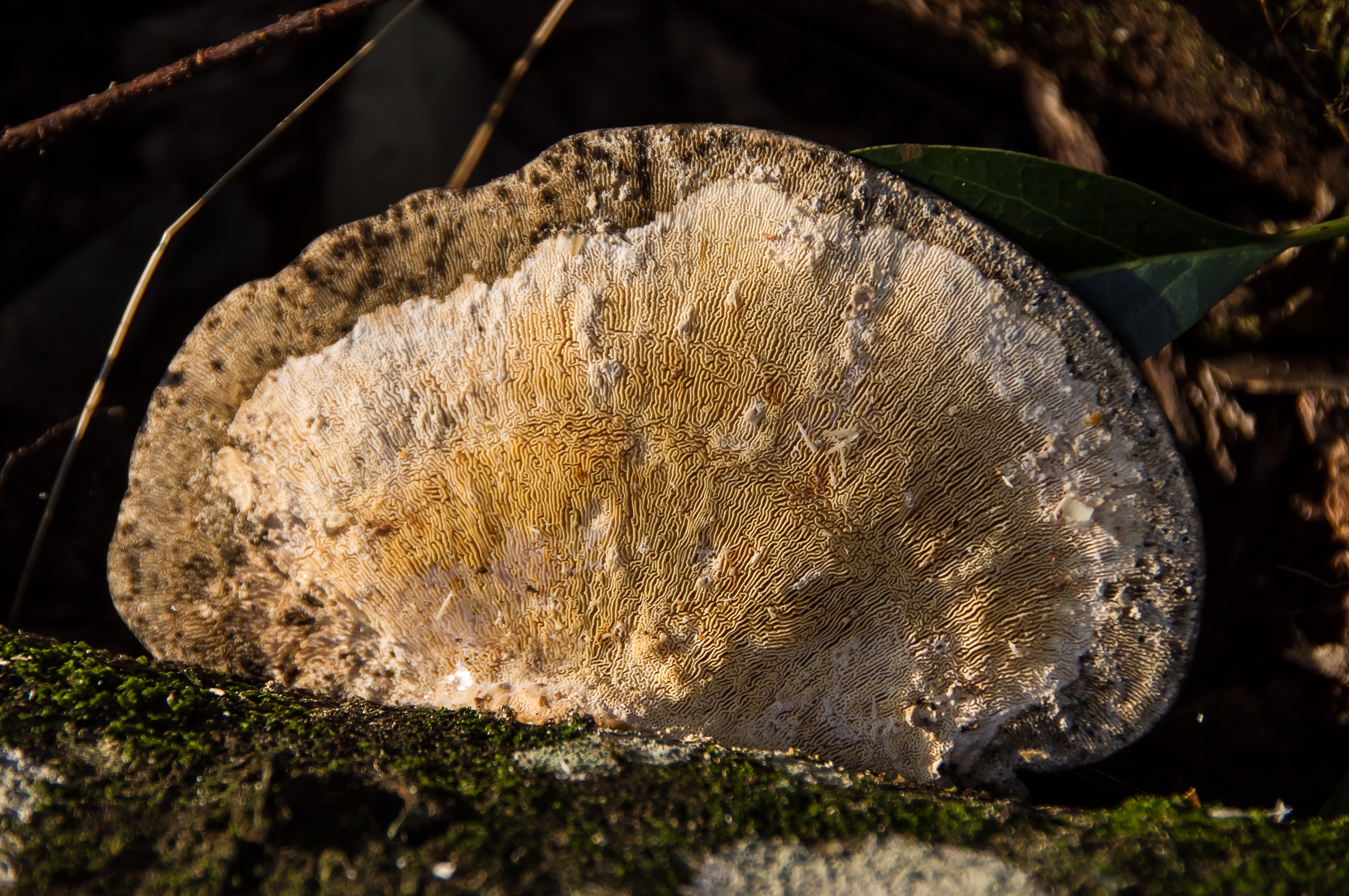 wood - material, focus on foreground, tree, day, textured, sunlight, close-up, nature, fungus, no people, mushroom, leaf, bracket, rough, brown, solid, HD Wallpaper