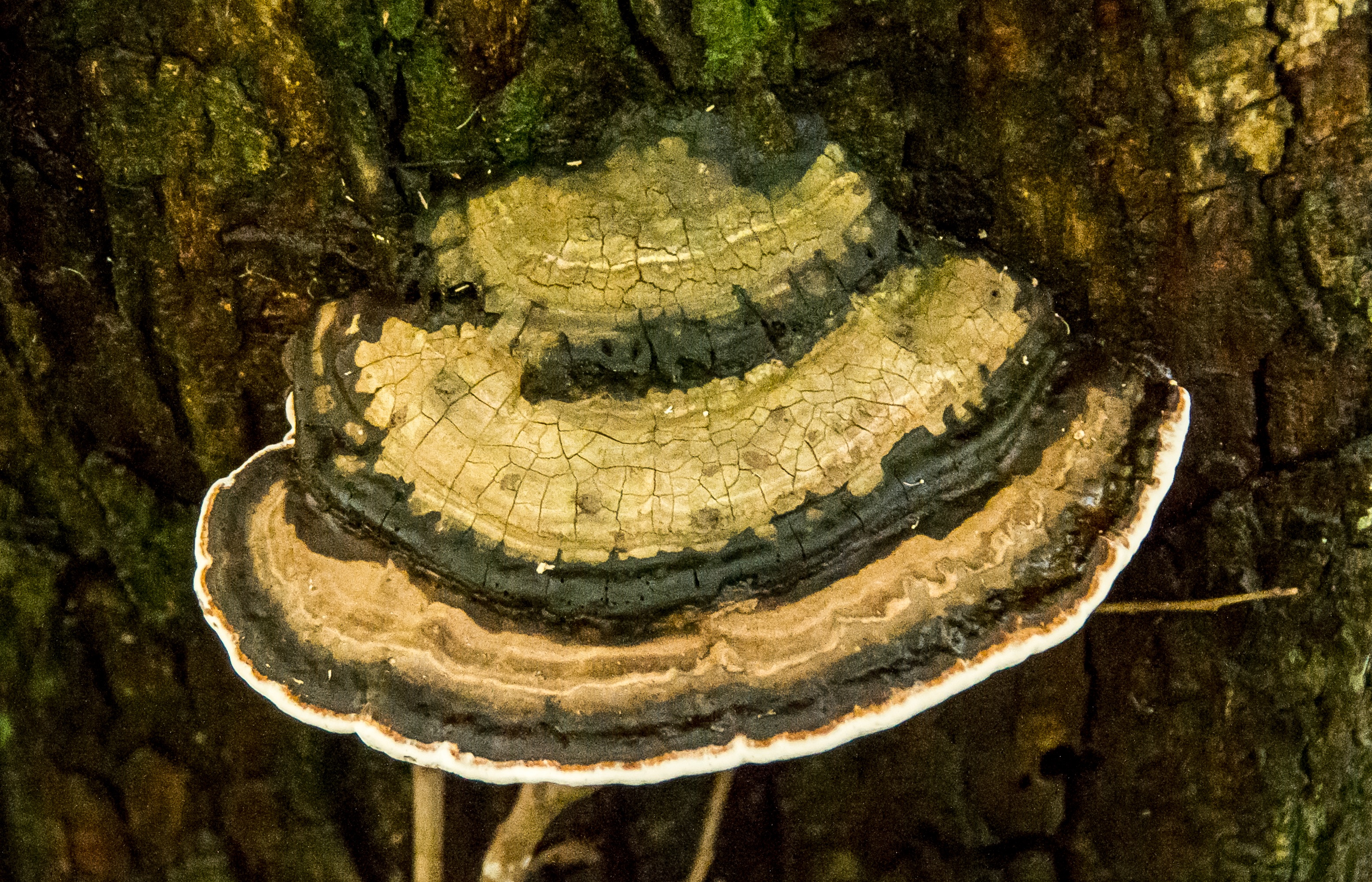 australia, tree trunk, plant, marine, animal, brown, fungus, solid, outdoors, water, white, trunk, close-up, reptile, animal themes, bracket, pattern, bark, HD Wallpaper