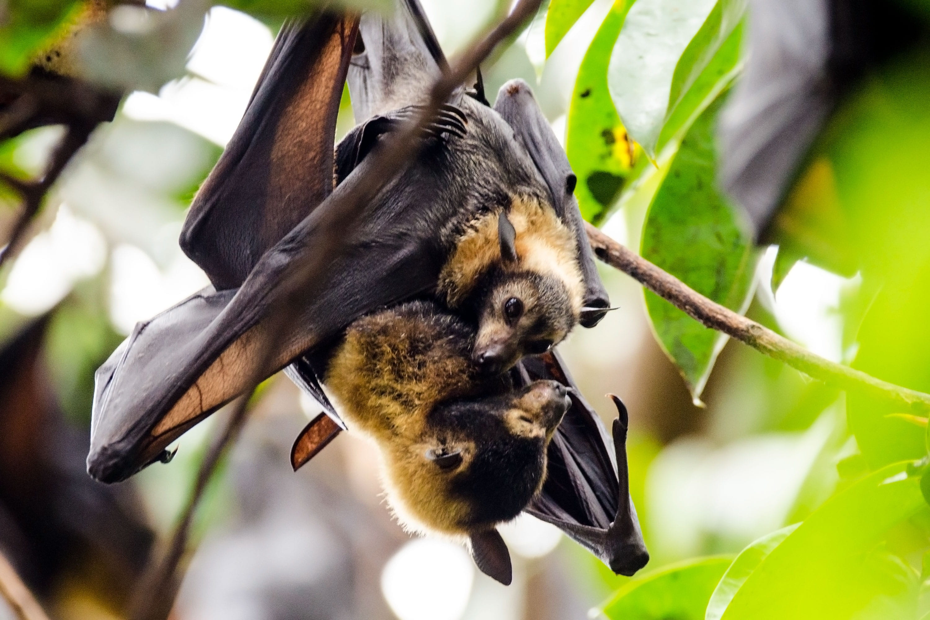 vertebrate, no people, plant, flying foxes, group of animals, animal wildlife, leaf, bat - animal, mammal, tree, hanging, cairns, young animal, bird, pup, HD Wallpaper