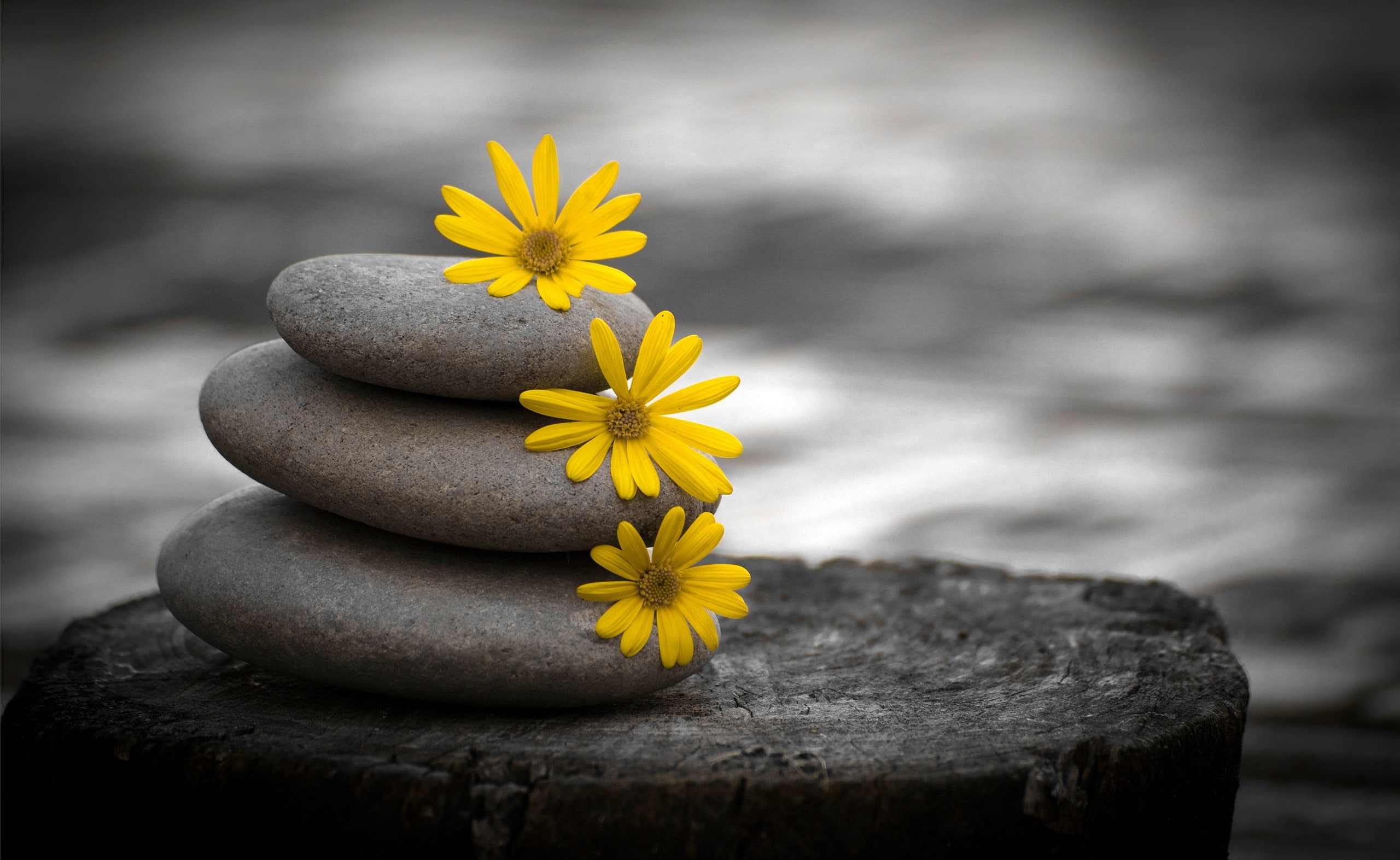 wood - material, beauty in nature, outdoors, petal, Background, Flowers, zen, flower, plant, pollen, close-up, fragility, 2K, selective focus, stone, cairn, HD Wallpaper
