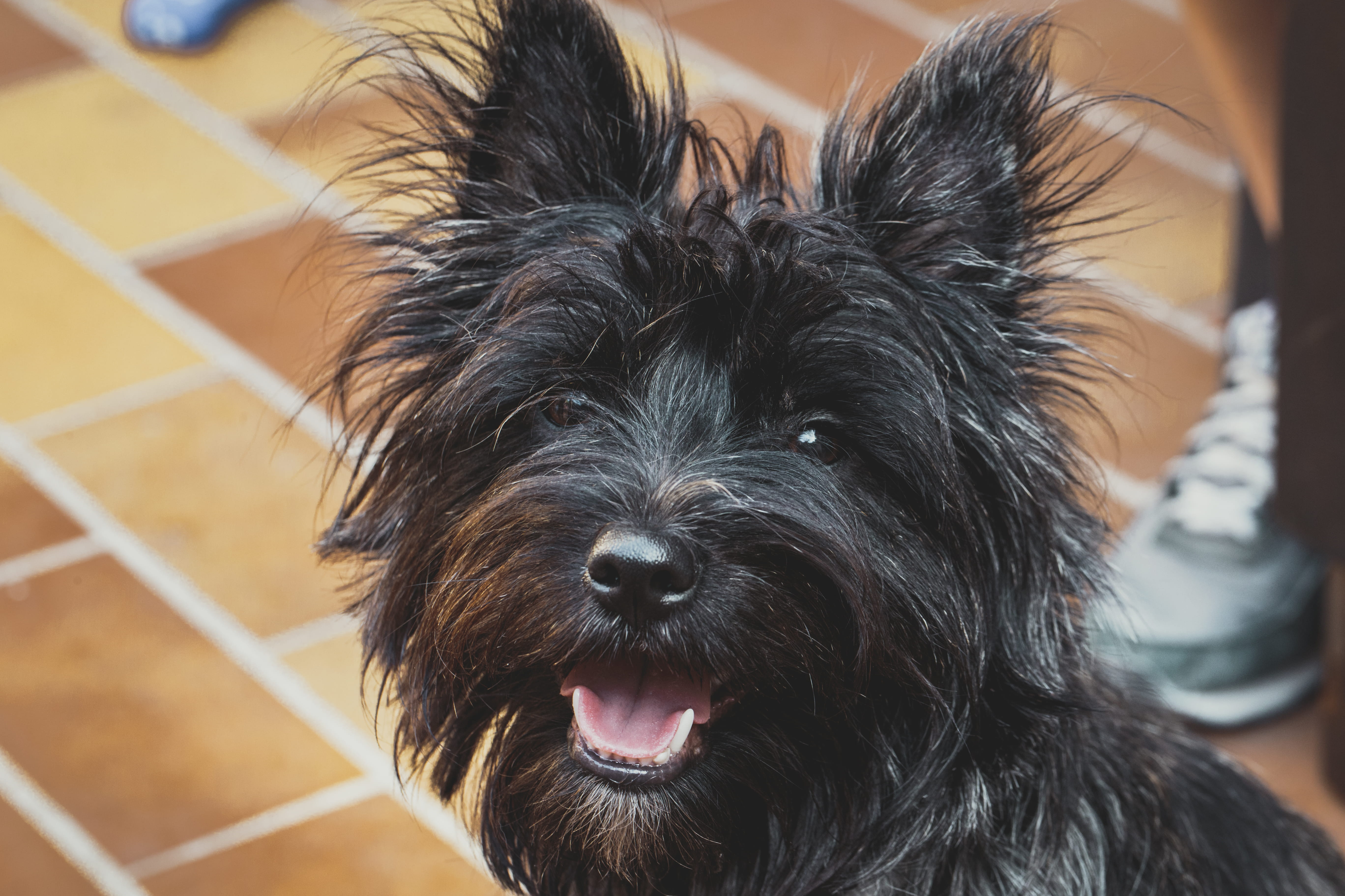 mouth open, terrier, snout, dog, black color, mammal, animal head, hair, animal body part, looking at camera, animal hair, vertebrate, focus on foreground, HD Wallpaper
