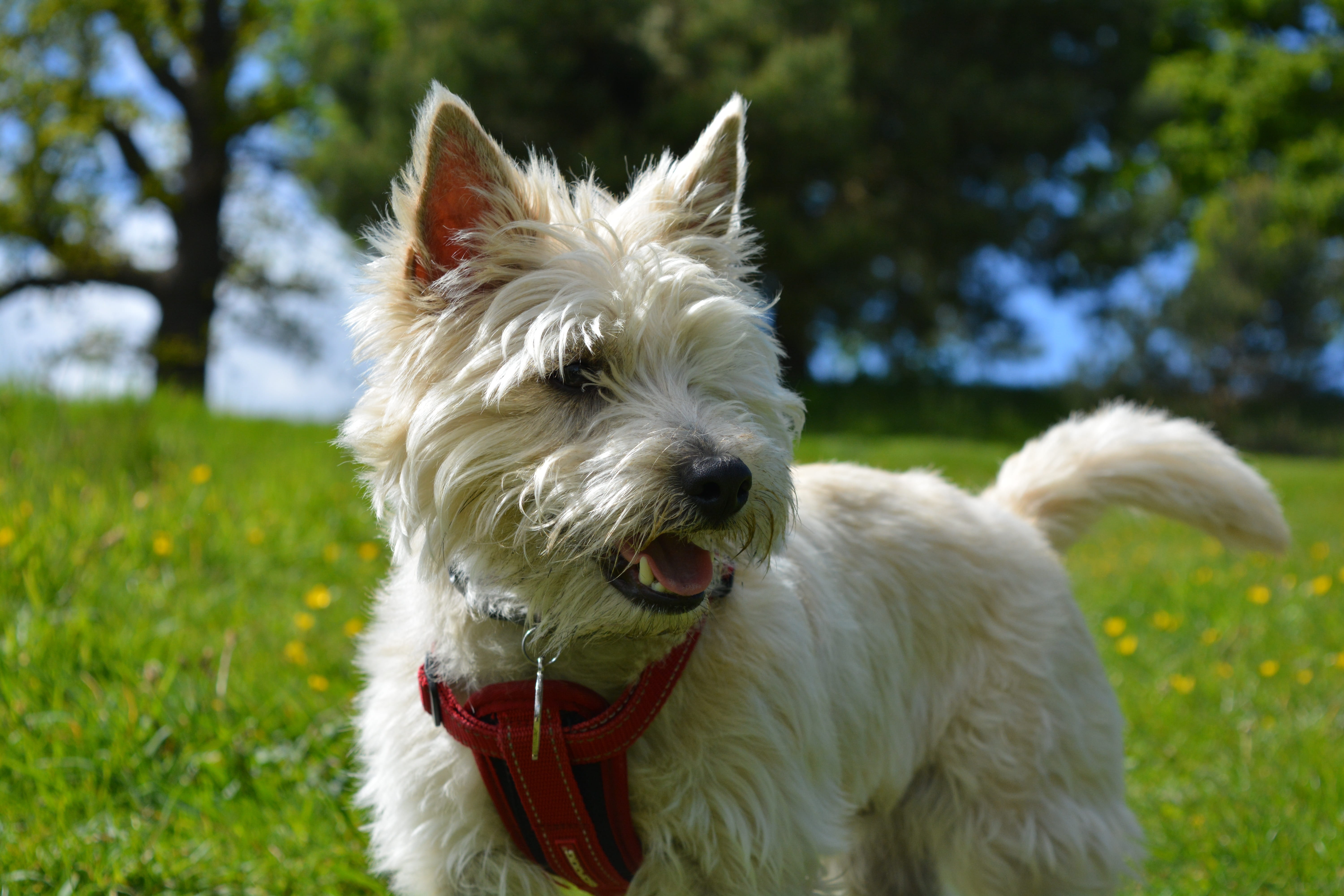 grass, Pet, day, mouth open, purebred, animal themes, nature, tongue, cute, canine, no people, female, mammal, terrier, animal, domestic, animal hair, outdoors, HD Wallpaper