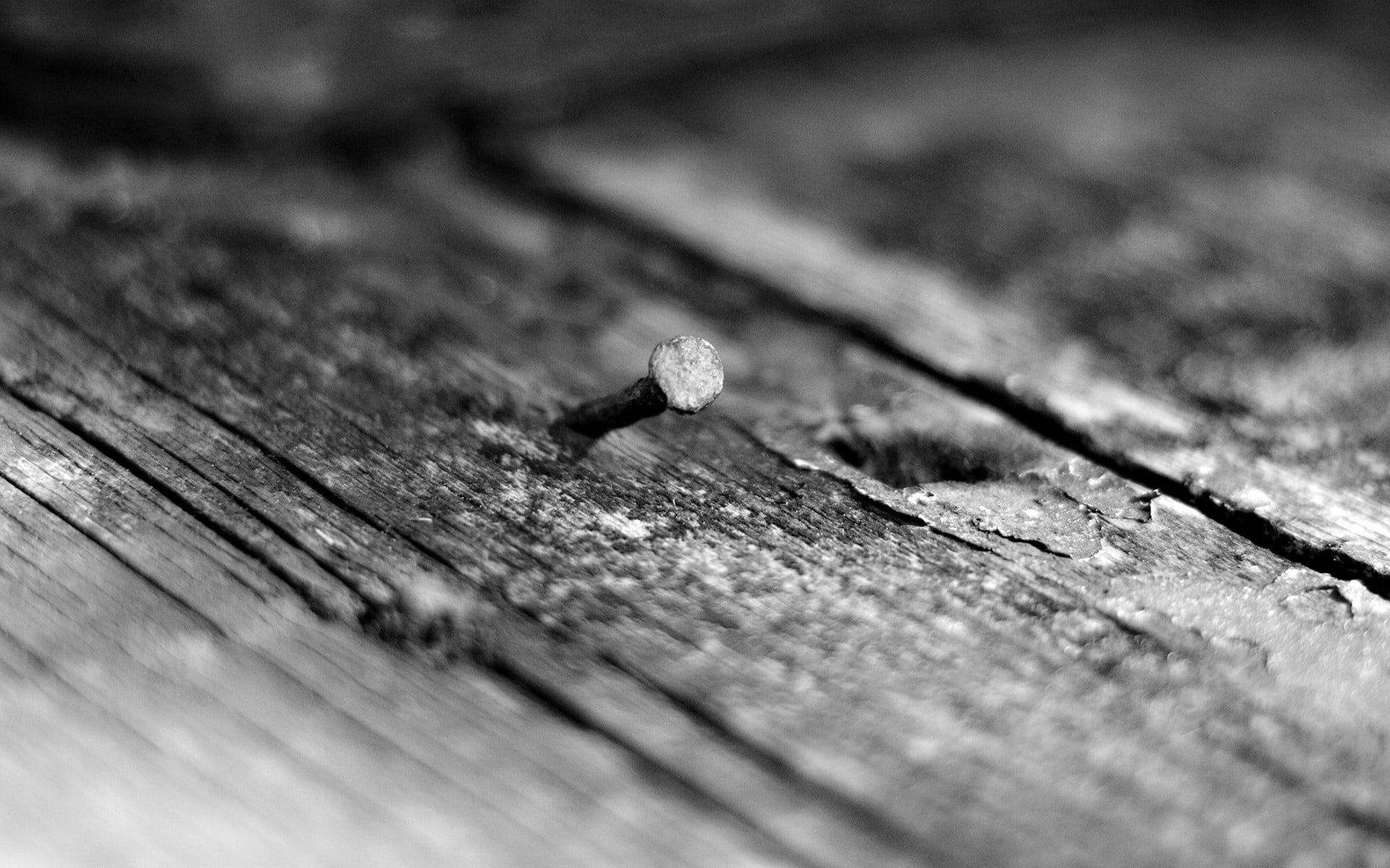 animal themes, wood - material, selective focus, invertebrate, animal, animals in the wild, plank, monochrome, one animal, nails, brown, 1080P, nail, textured, HD Wallpaper
