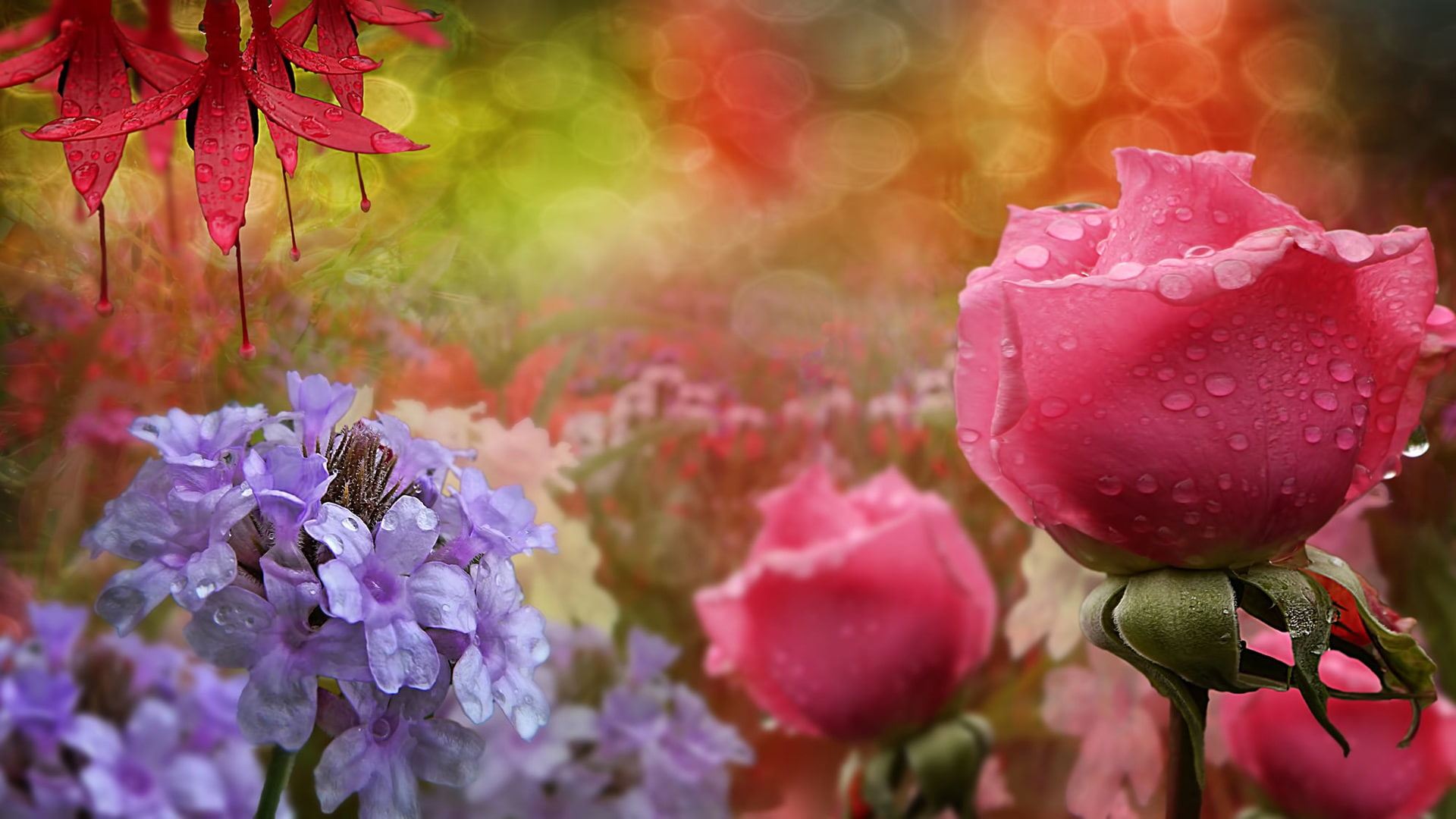 Pink, Roses, 1080P, Droplets, Flowers, Water, Blue, HD Wallpaper