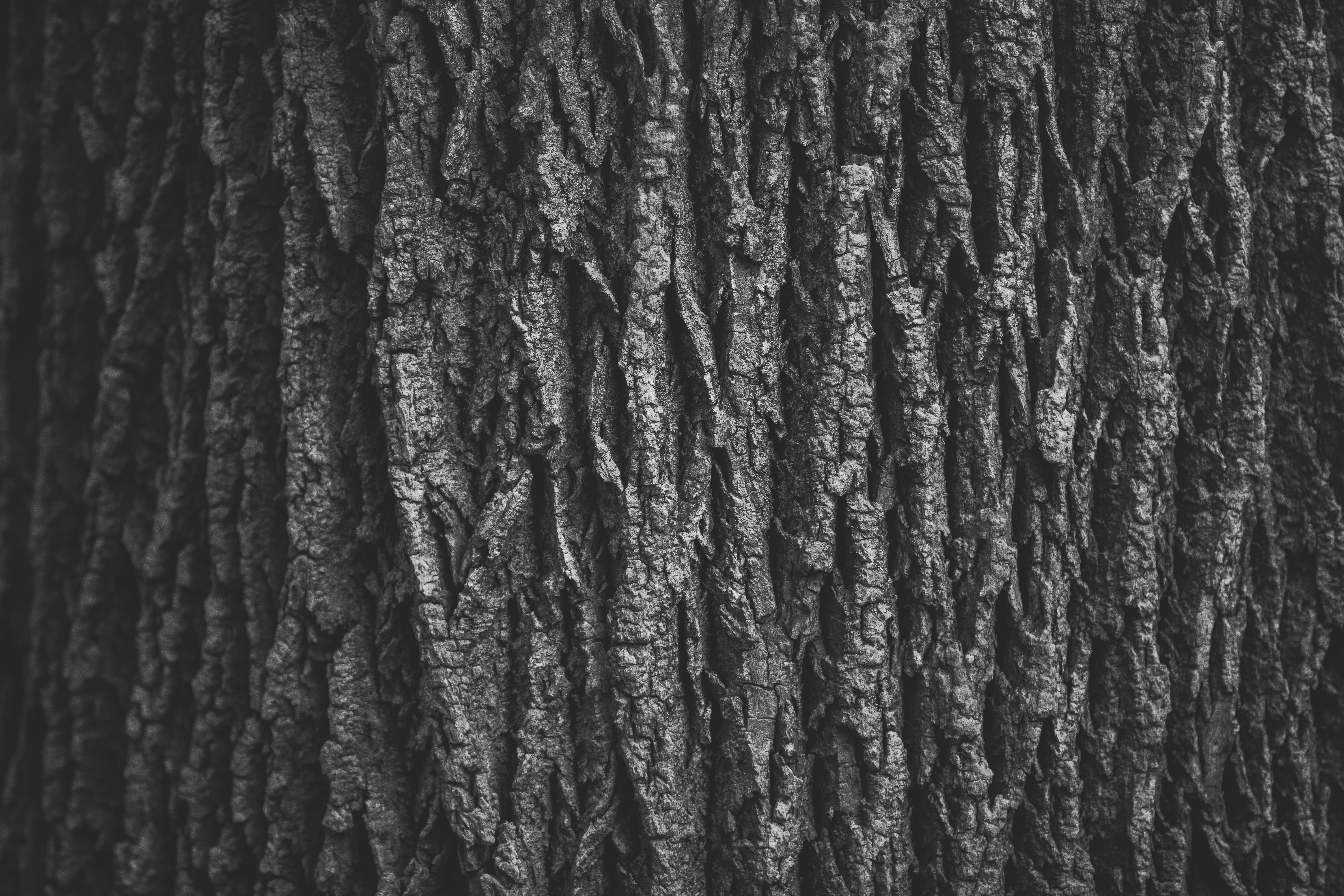 full frame, outdoors, nature, gray, close, trunk, wood grain, paper, wood - material, tree trunk, plant, photograph, 8K, corrugated, textured, no people, HD Wallpaper