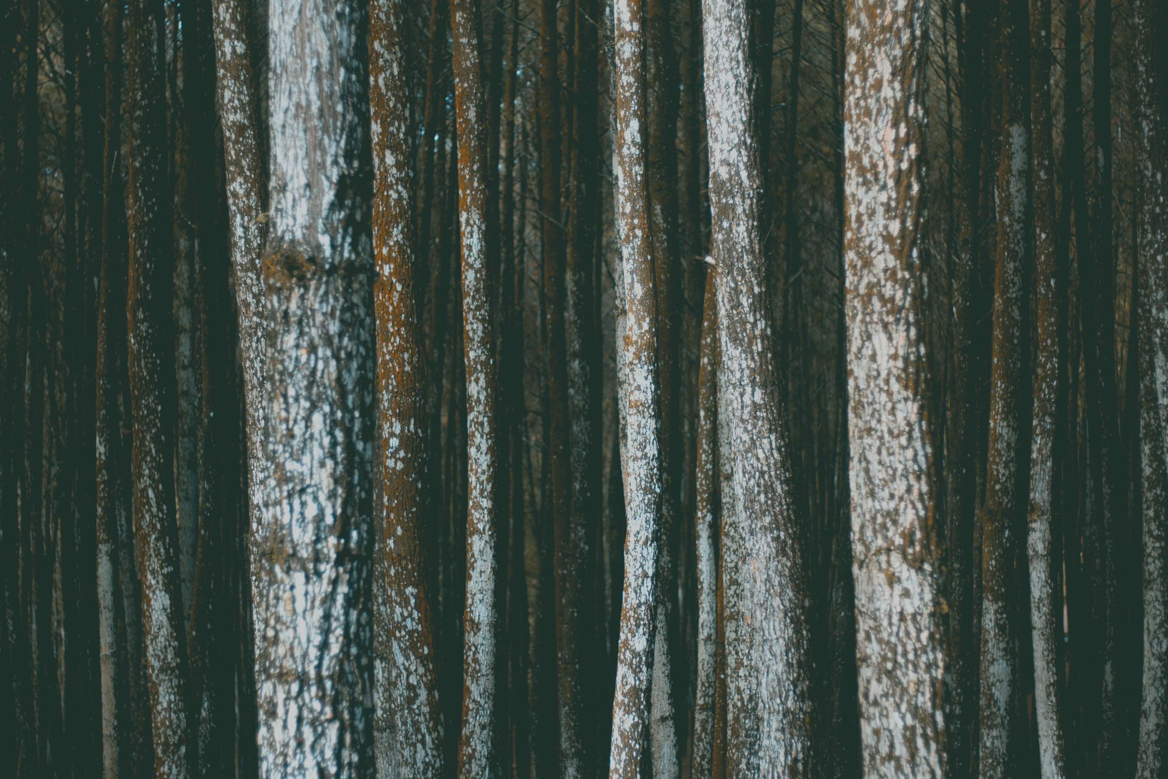 texture, tree, curtain, trunk, surface, detail, day, no people, architecture, textile, pile, bark, tree trunk, woods, corrugated, close-up, still life, HD Wallpaper