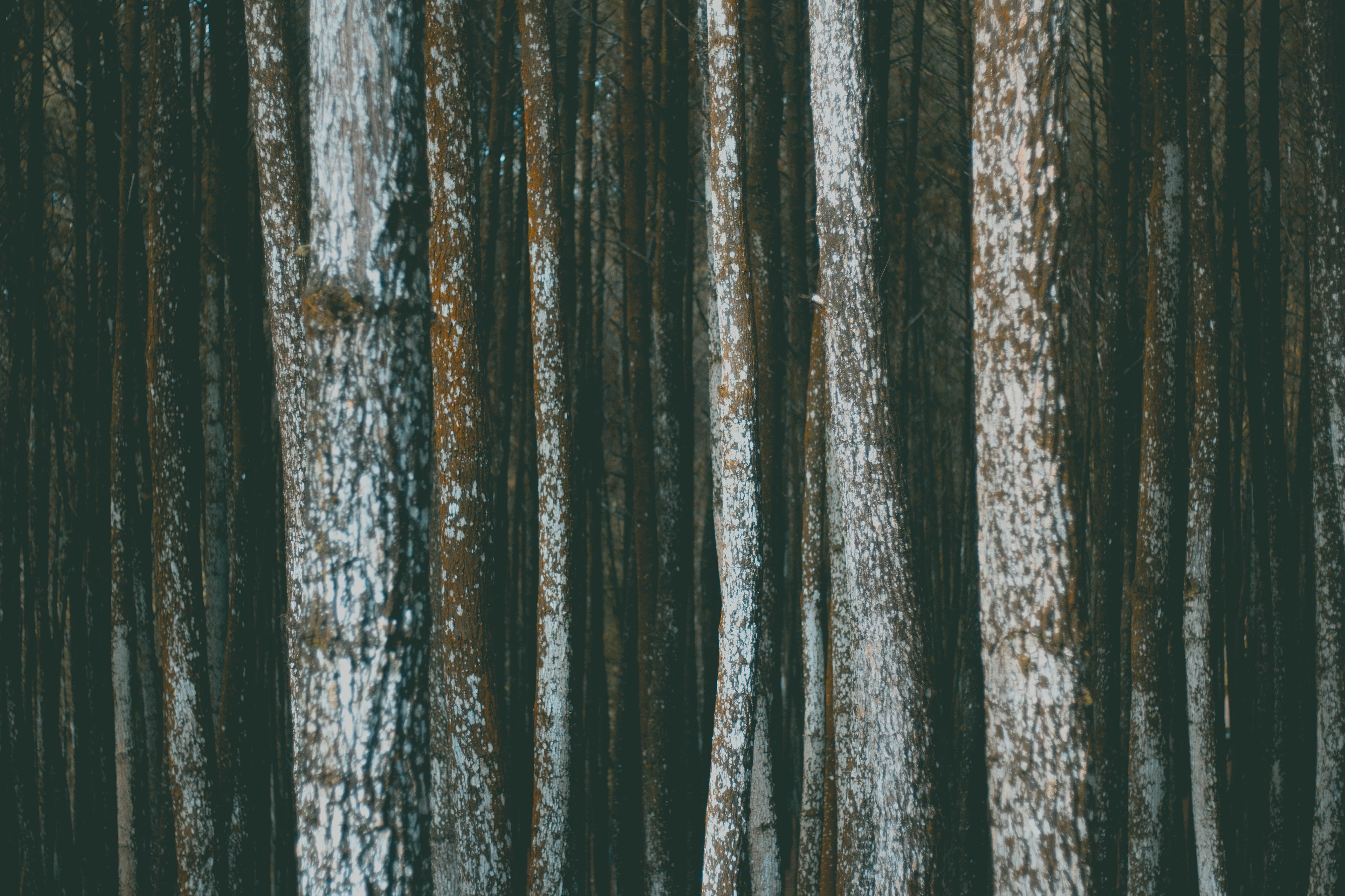 curtain, corrugated, hanging, pattern, tree trunk, paper, day, trunk, still life, no people, abundance, backgrounds, tree, trees, textile, textured, texture, HD Wallpaper