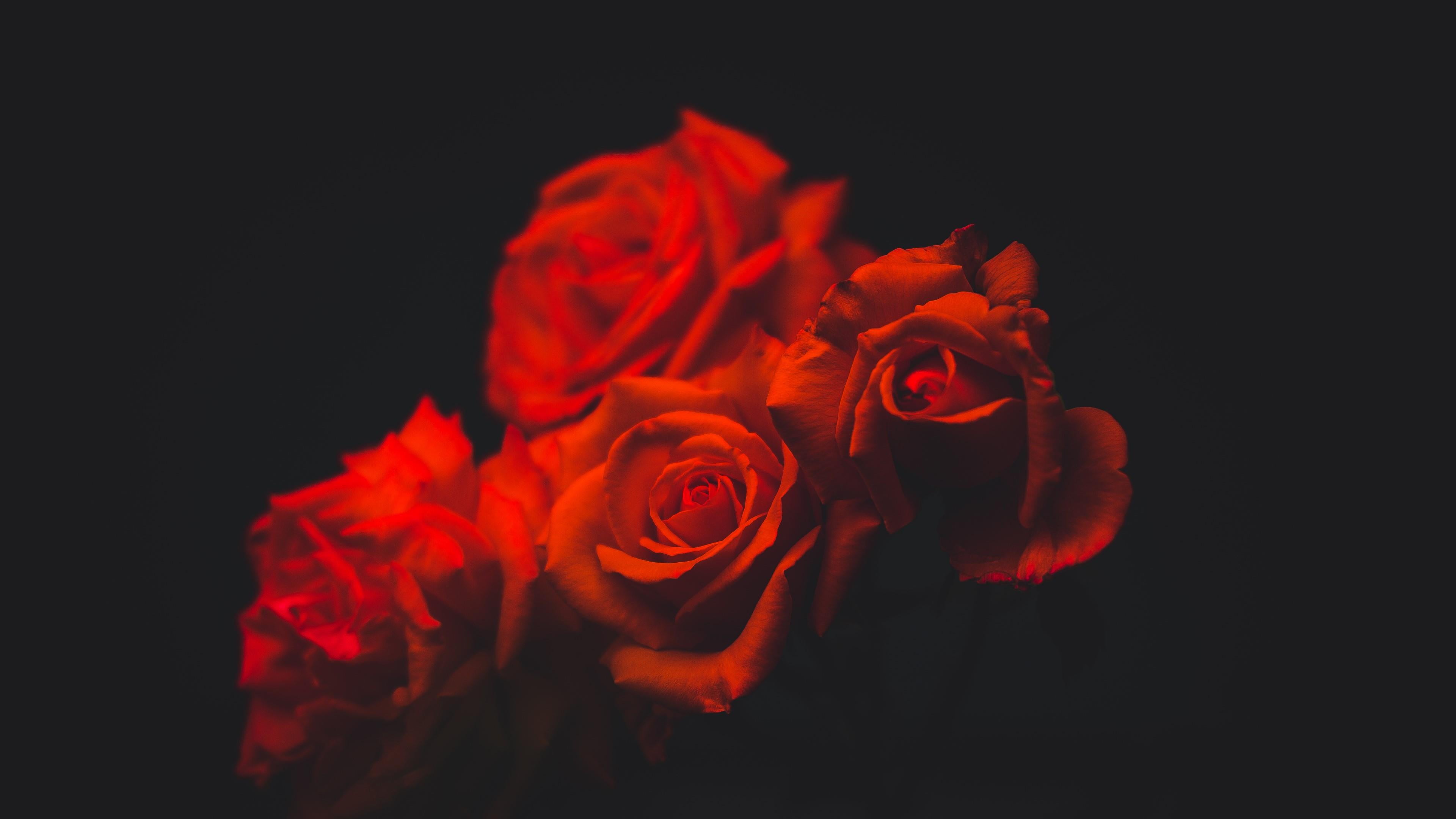 flowering plant, flower arrangement, indoors, flower head, plant, vulnerability, studio shot, petal, fragility, 4K, rose, flower, beauty in nature, bouquet, HD Wallpaper