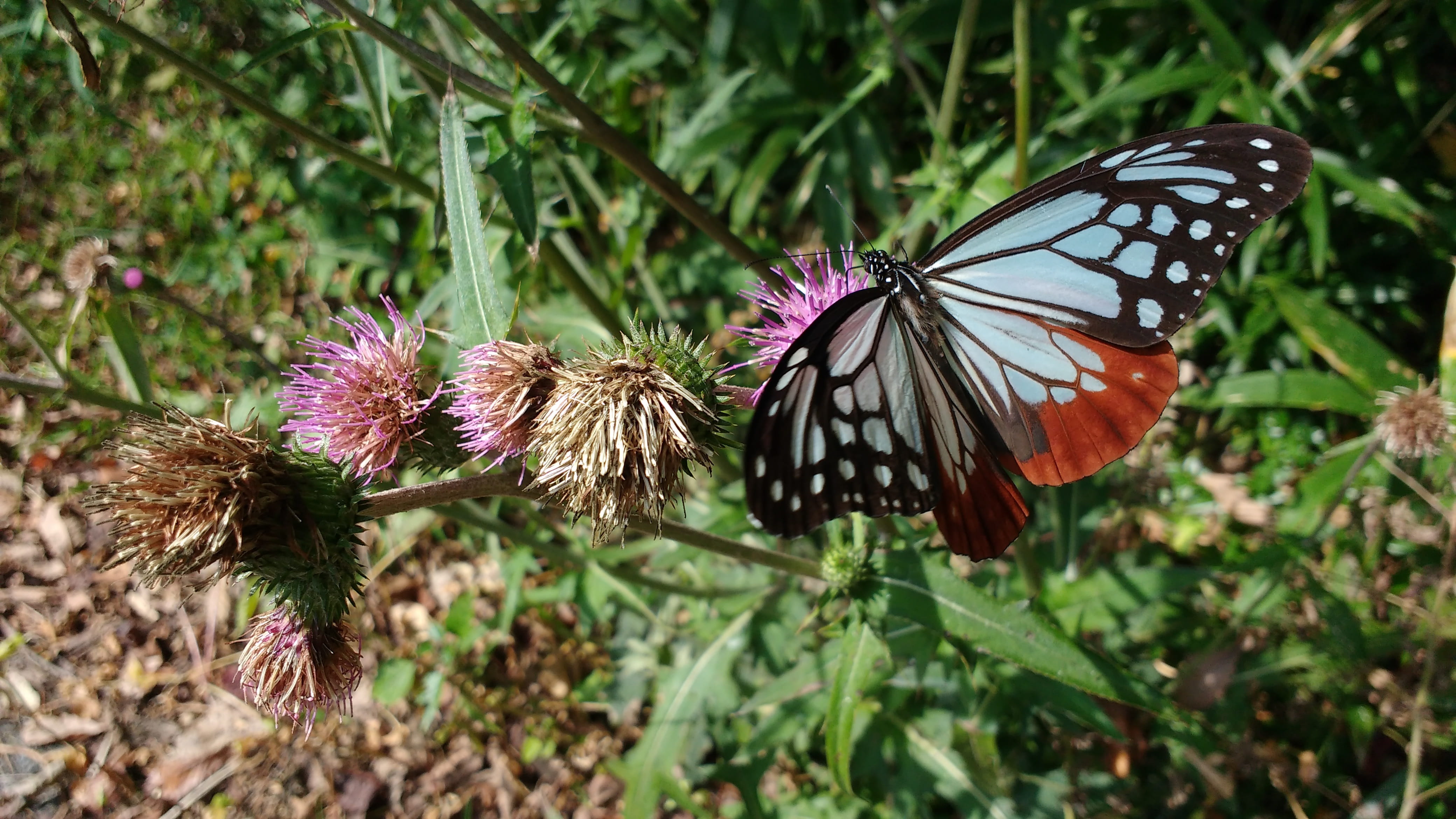 red, no people, 4K, butterflies, freshness, one animal, animal wing, flowering plant, black, outdoors, nymphalidae, parantica, growth, insect, animal wildlife, HD Wallpaper