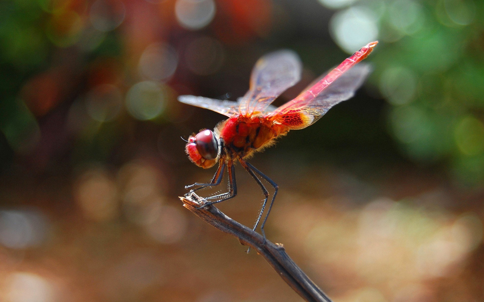 Rama, 1080P, Insecto, Animales, libelula, HD Wallpaper