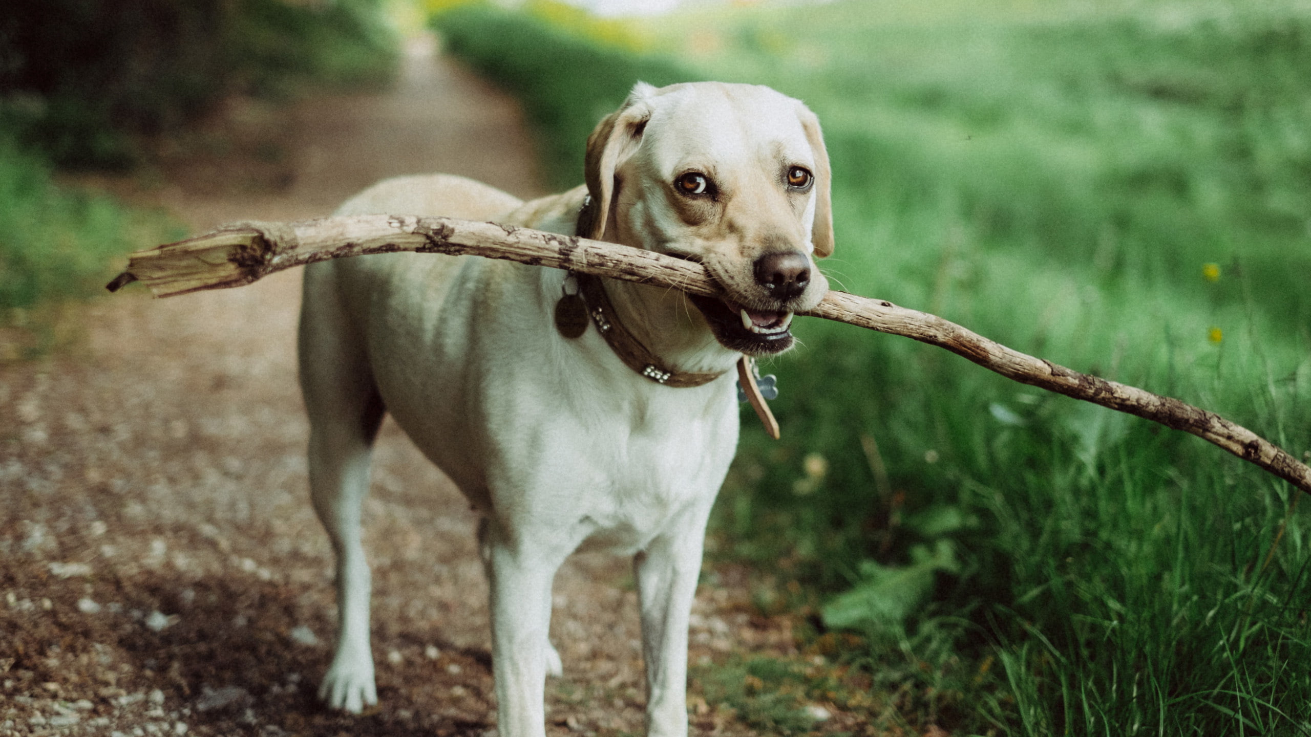 animales, perro, boca, 2K, rama, arbol, HD Wallpaper