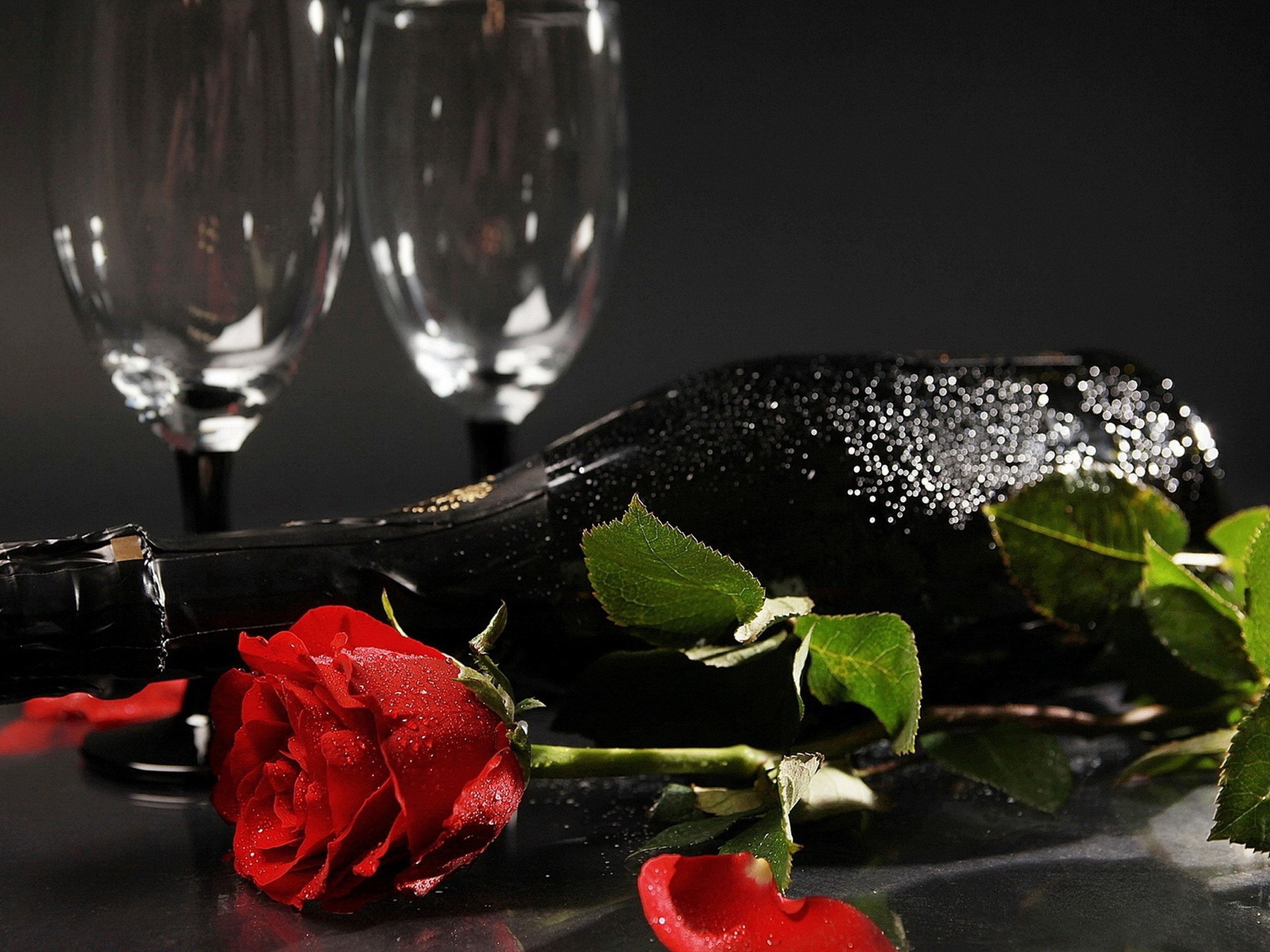 roses, 2K, vino, rama, rojo, HD Wallpaper