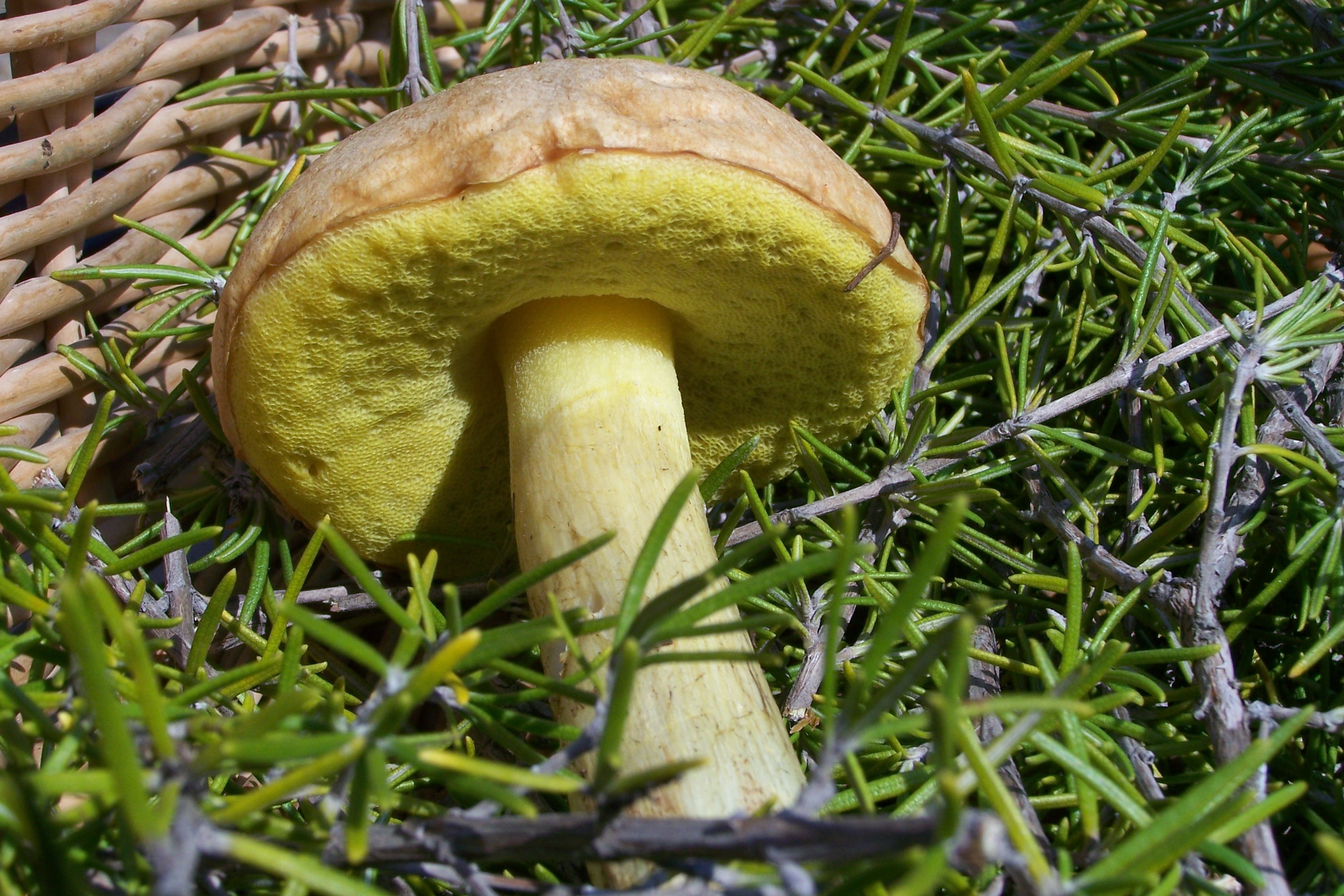 green color, field, land, nature, plant, close-up, toadstool, 2K, freshness, no people, grass, food and drink, selective focus, day, outdoors, growth, HD Wallpaper