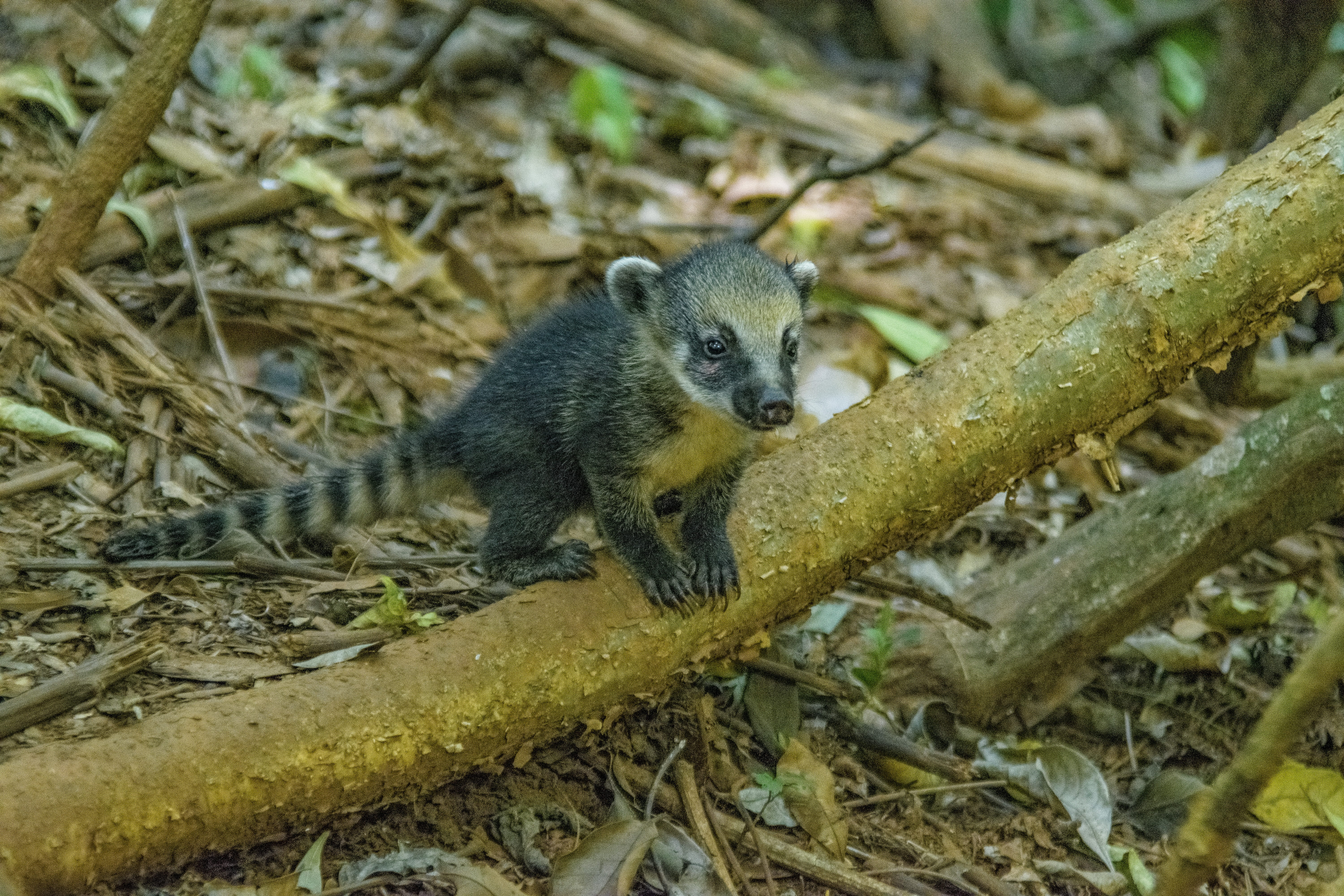 branch, outdoors, no people, mato, leaves, looking away, Forest, Green, plant part, mammal, flora, looking at camera, animals, focus on foreground, park, HD Wallpaper
