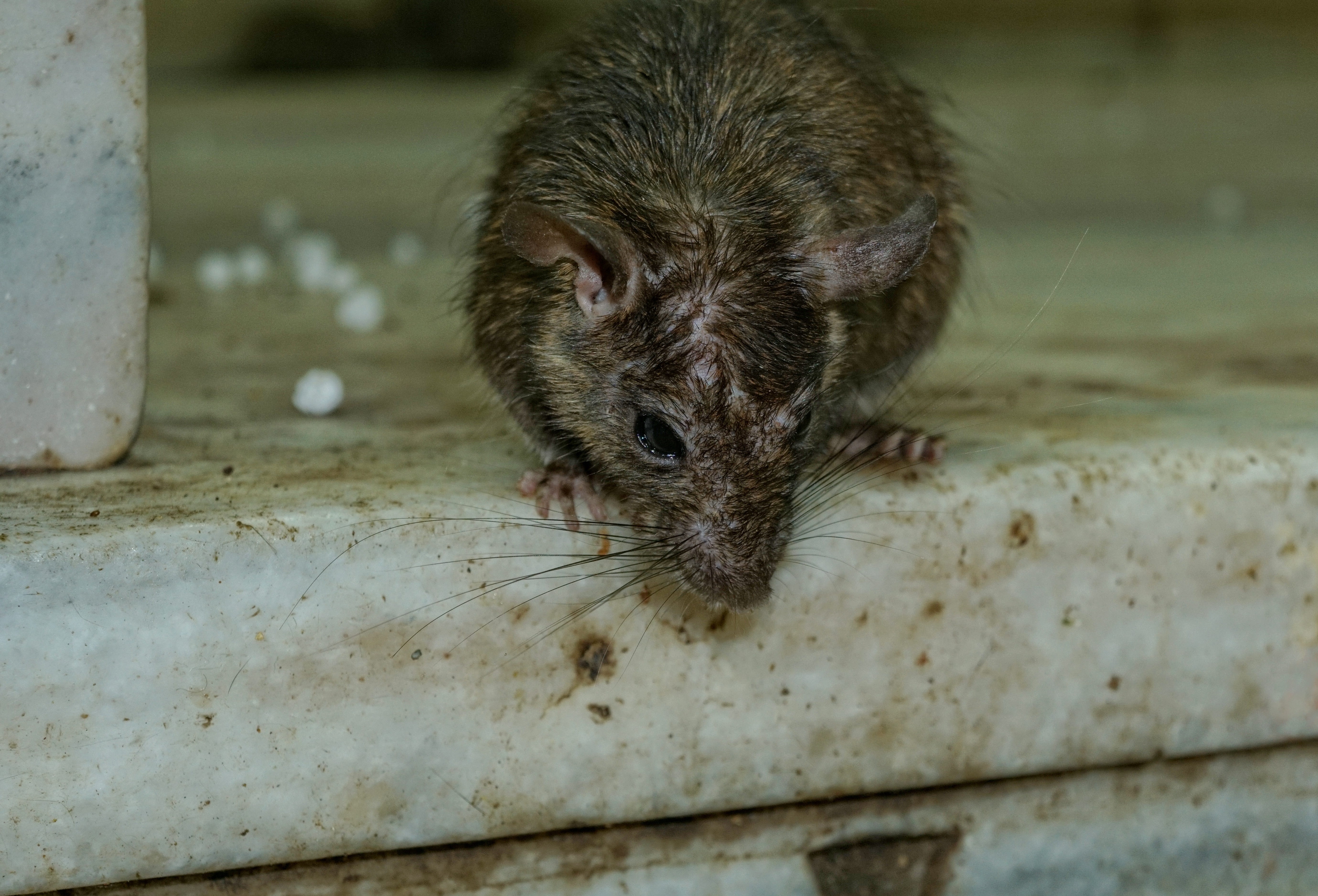 close-up, mammal, animal themes, mouse, animal wildlife, pets, high angle view, animal, cute, no people, animal portrait, rat, animal body part, one animal, HD Wallpaper