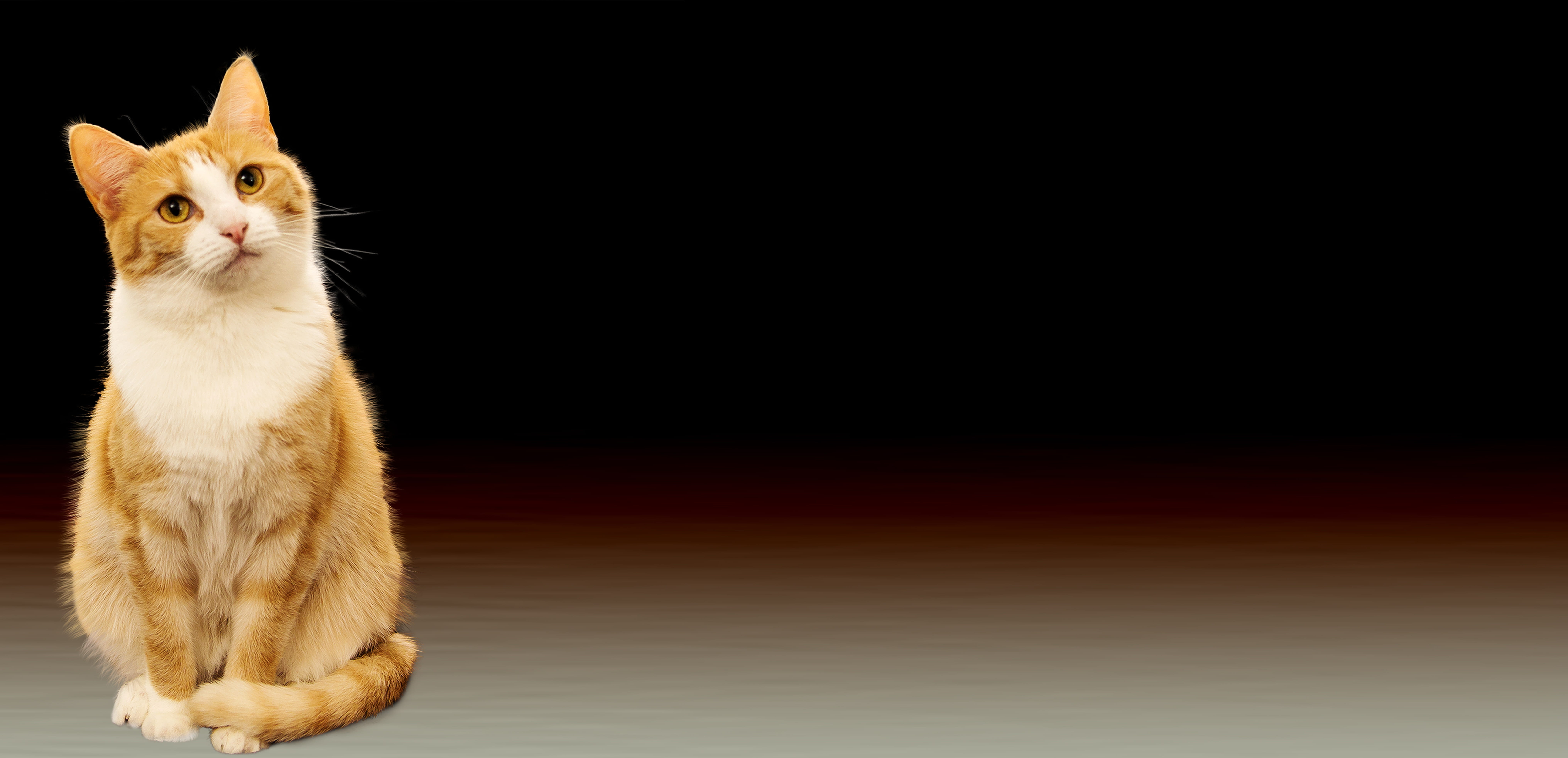 domestic animals, studio shot, background image, black, whisker, thoughtful, sit, brown, Background, feline, wait, 8K, black background, animal themes, HD Wallpaper