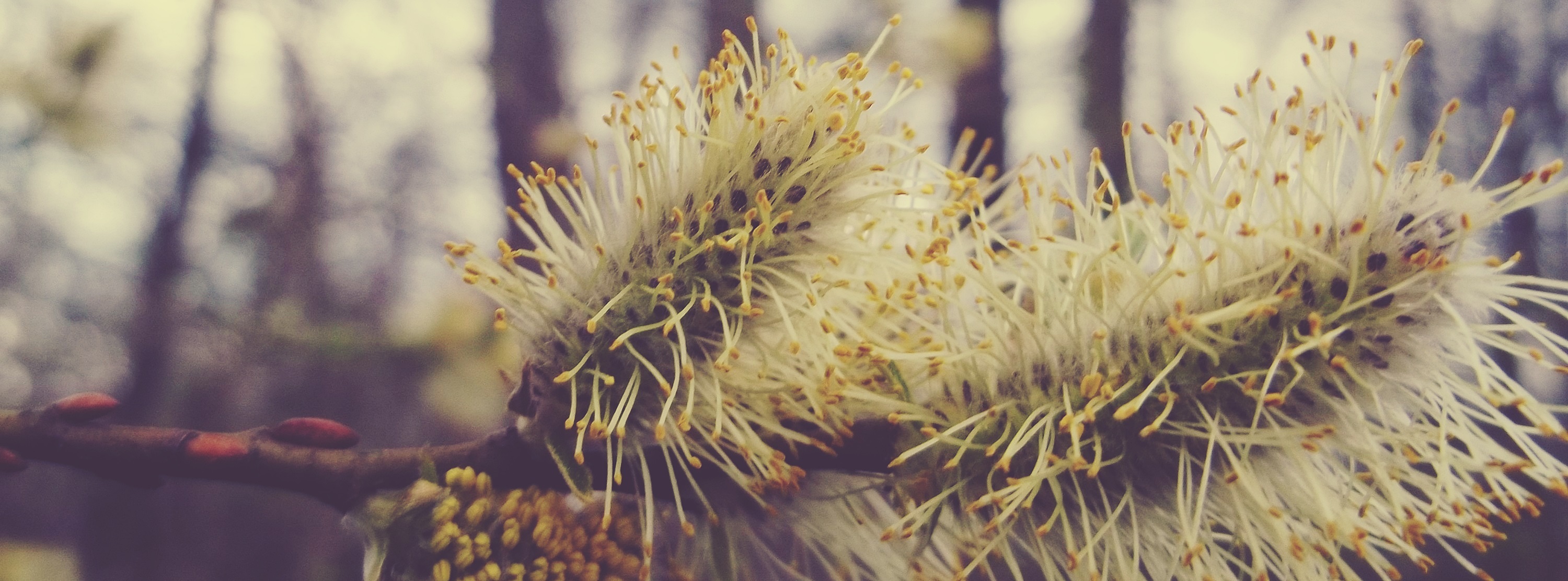 focus on foreground, facebook, branch, hairy, fragility, selective focus, 2K, growth, vulnerability, aesthetic, winter time, bush, flower, flowering plant, HD Wallpaper