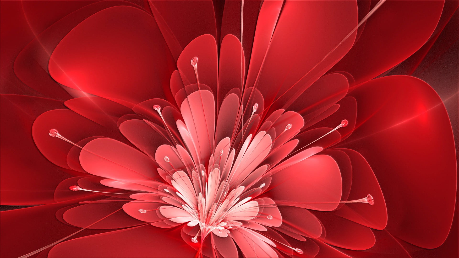beauty in nature, close-up, growth, full frame, nature, photo, backgrounds, gardening, inflorescence, plant, flower arrangement, 1080P, petal, fragility, HD Wallpaper